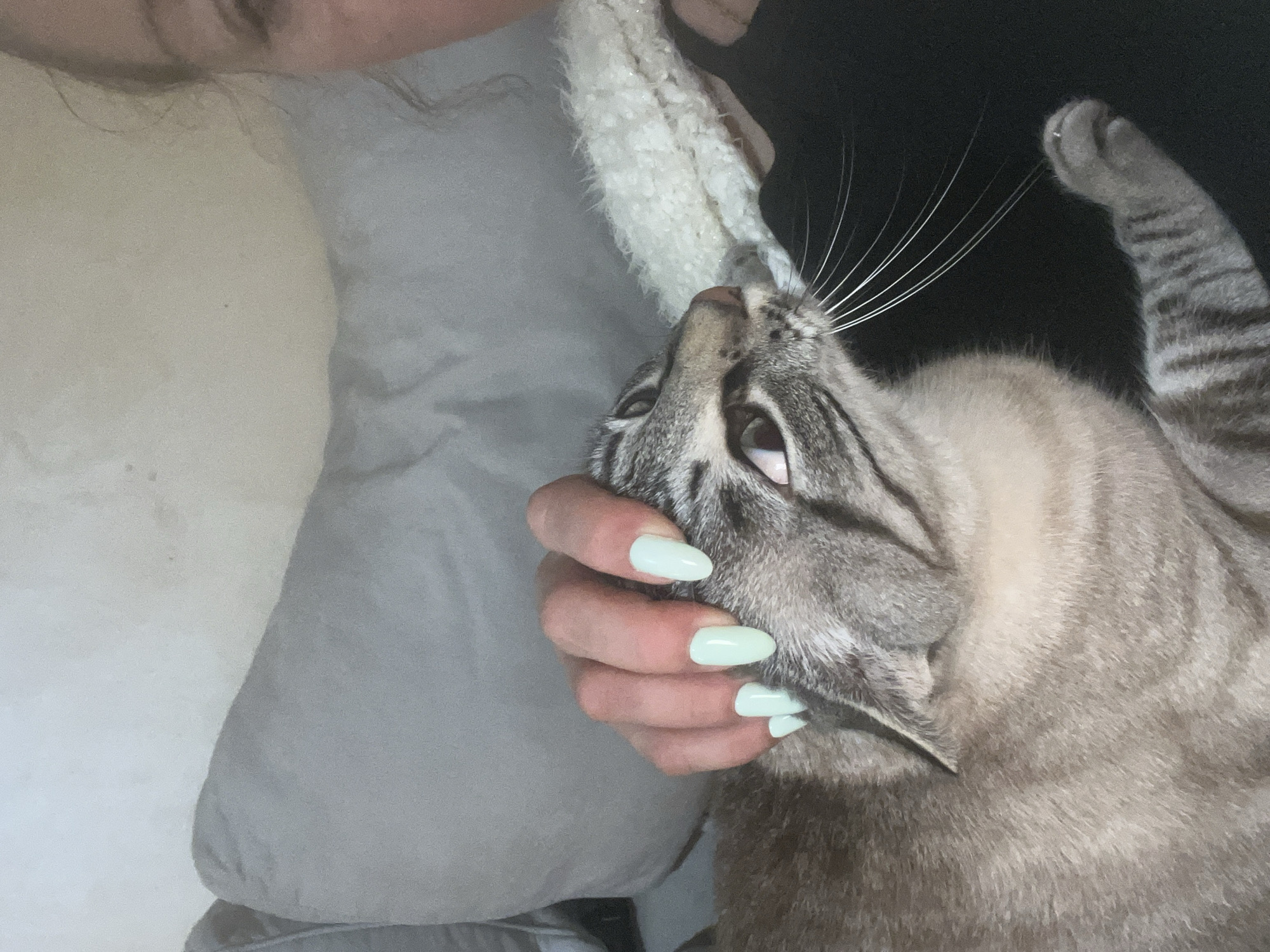 Person with green nails holds tabby cat in Salou