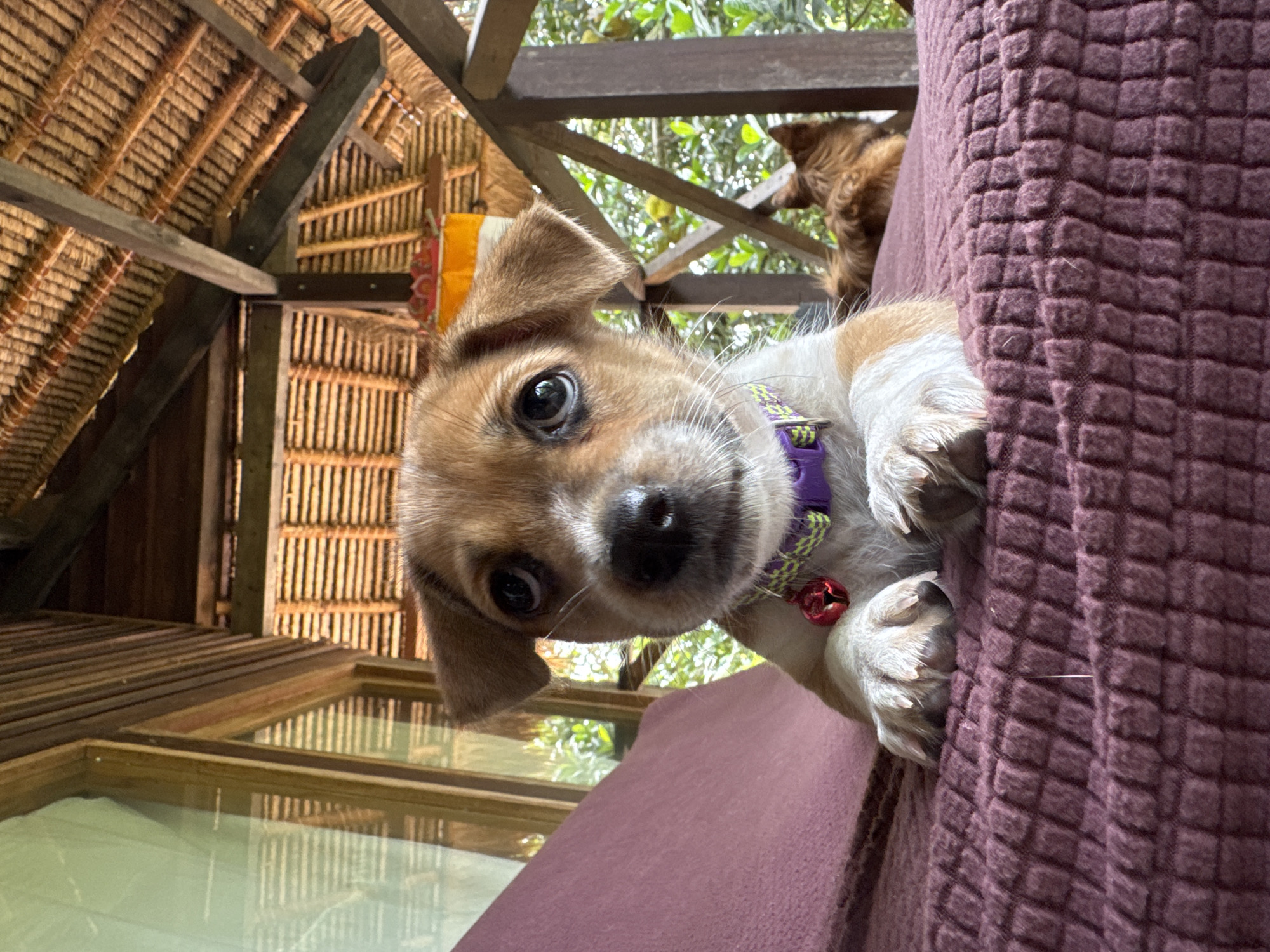 Puppy with colorful collar photographed in Kediri, Indonesia
