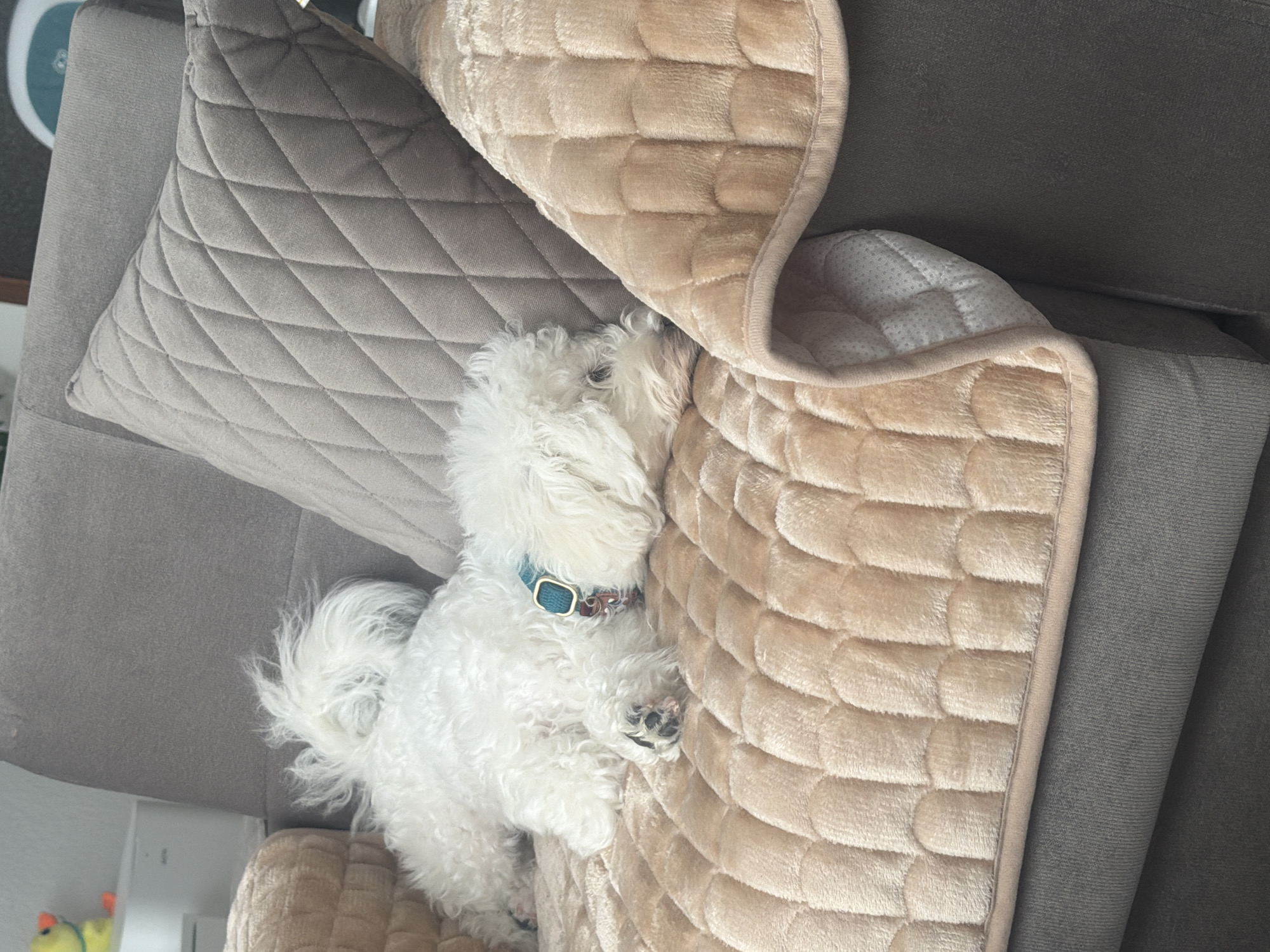 Bichon Frise naps peacefully on couch in Neumünster home