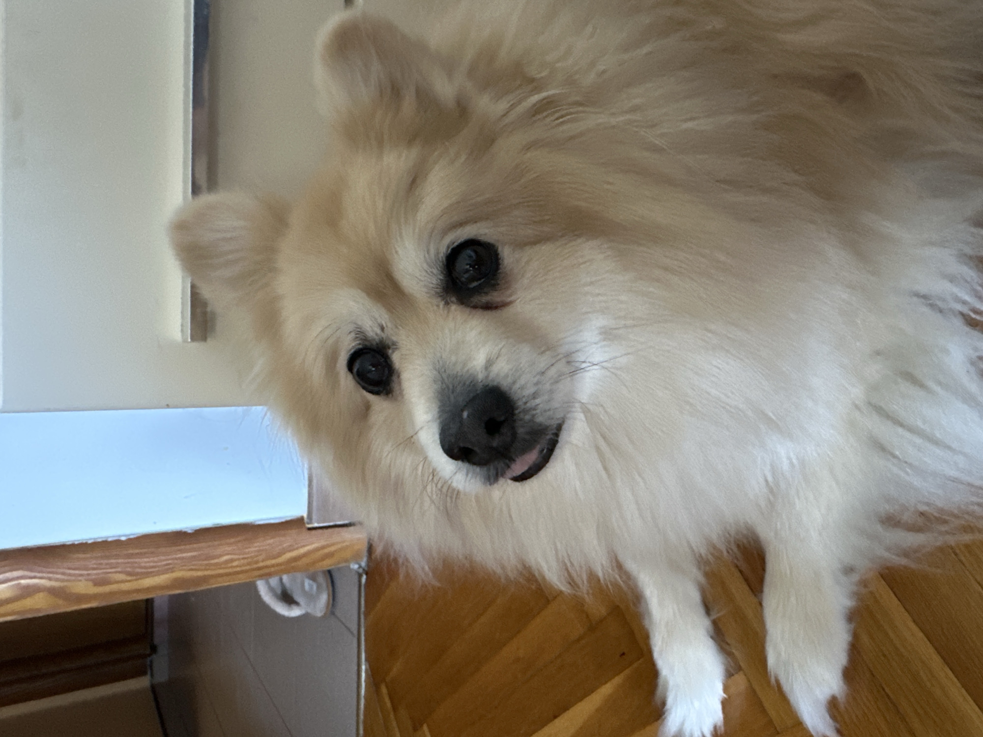 Pomeranian's lazy morning at home in Dimitrovgrad