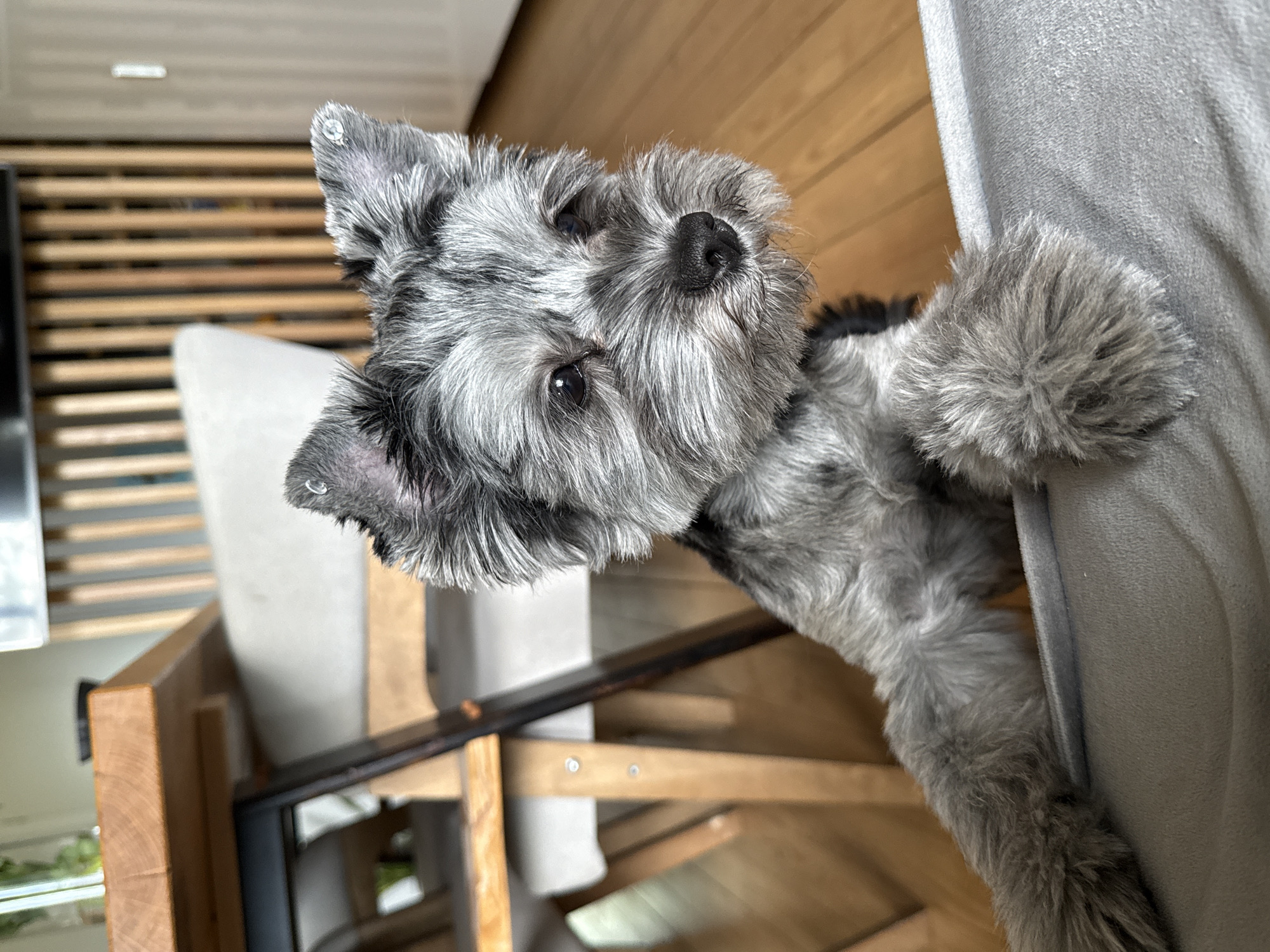 Small gray dog peeks over a blanket in Chaikovsky