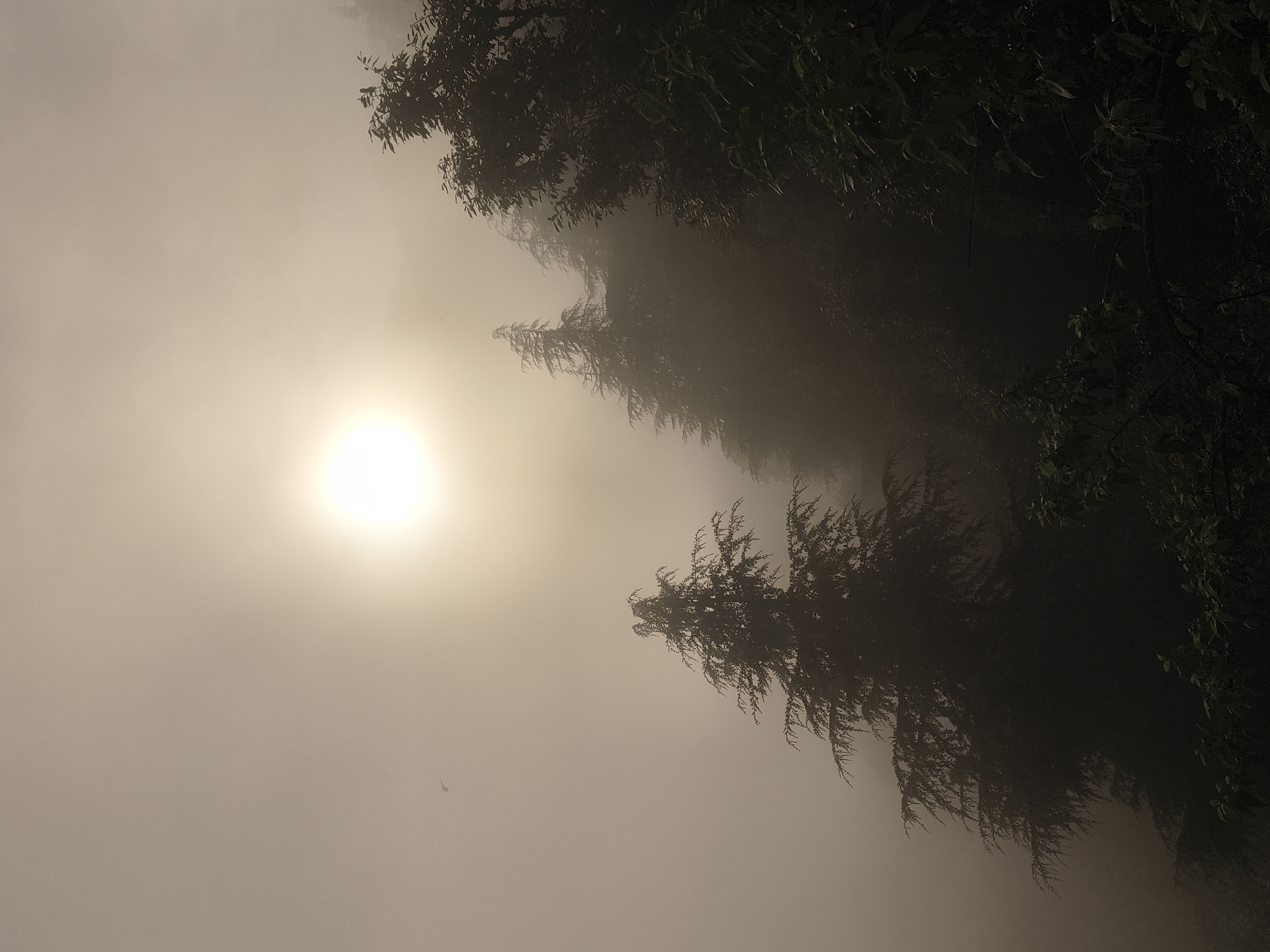 Foggy Himachal hills, forest trails, and a quiet afternoon