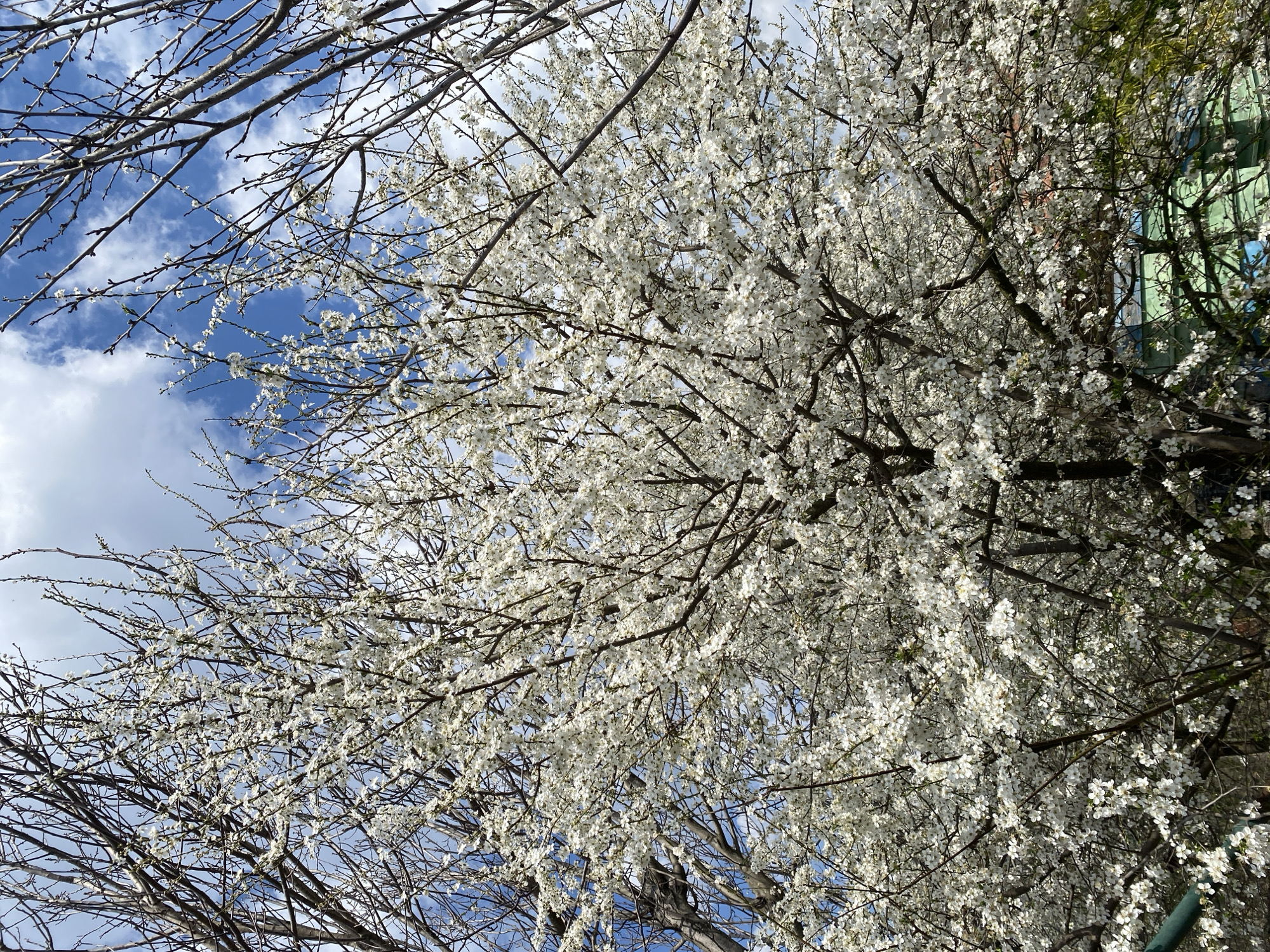 Spring blooms and backyard chickens documented in Konstantinovo, Bulgaria