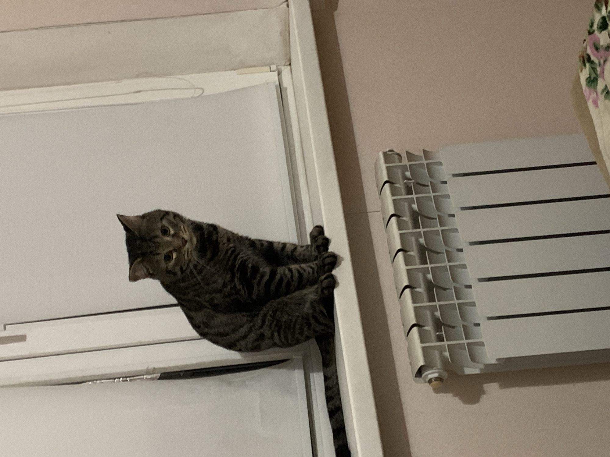 Tabby cat photographed in Stavropol apartment from multiple angles