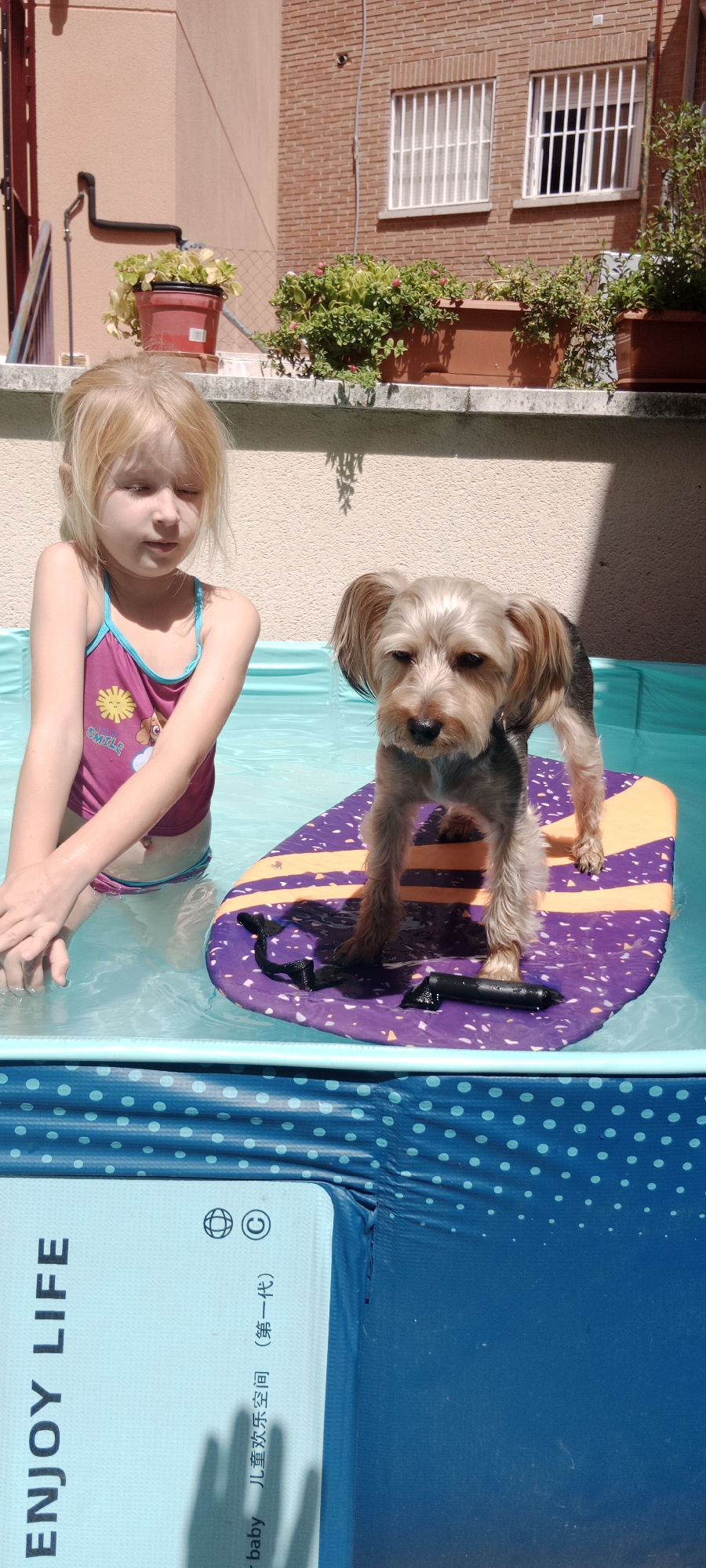 Yorkshire Terrier summers hard by the backyard pool in Galapagar