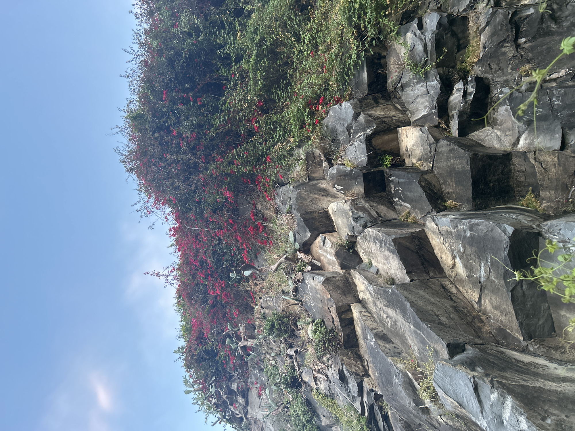 Evening documentation of flora and geology in Câmara de Lobos