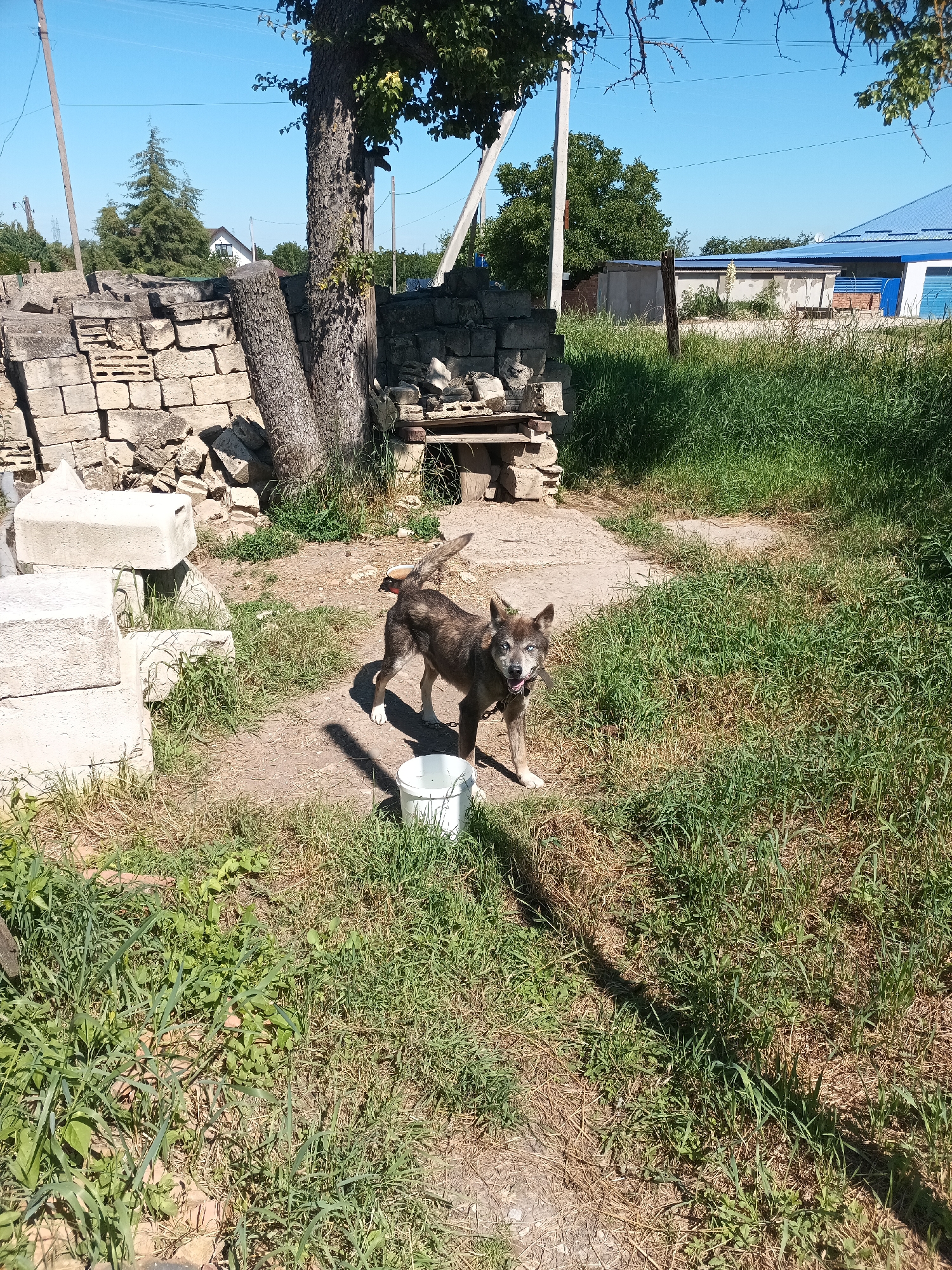 Rural homestead life: animals, cherries, and greenhouse crops