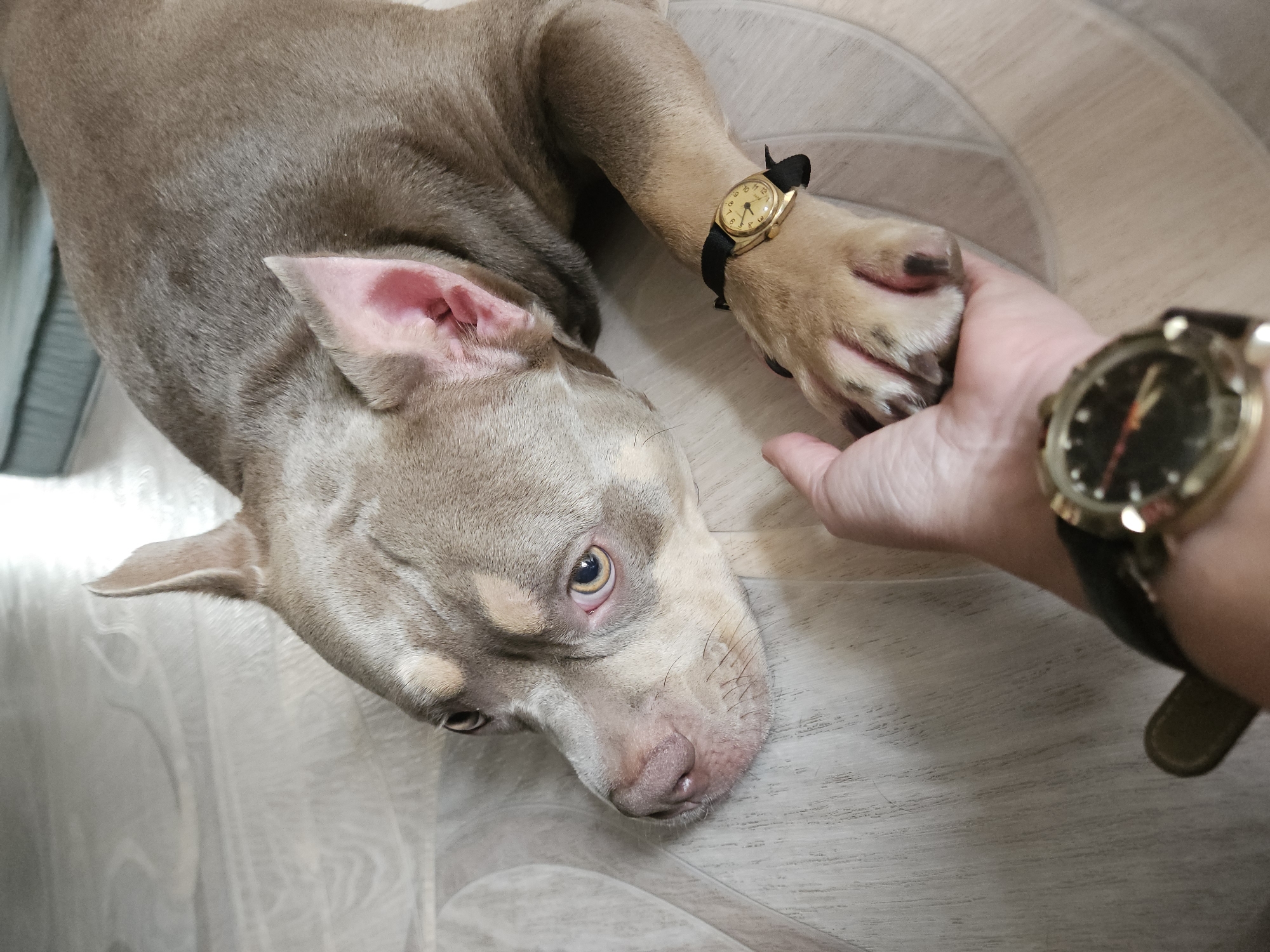 Dog resting on wood-pattern floor, eyes open toward camera