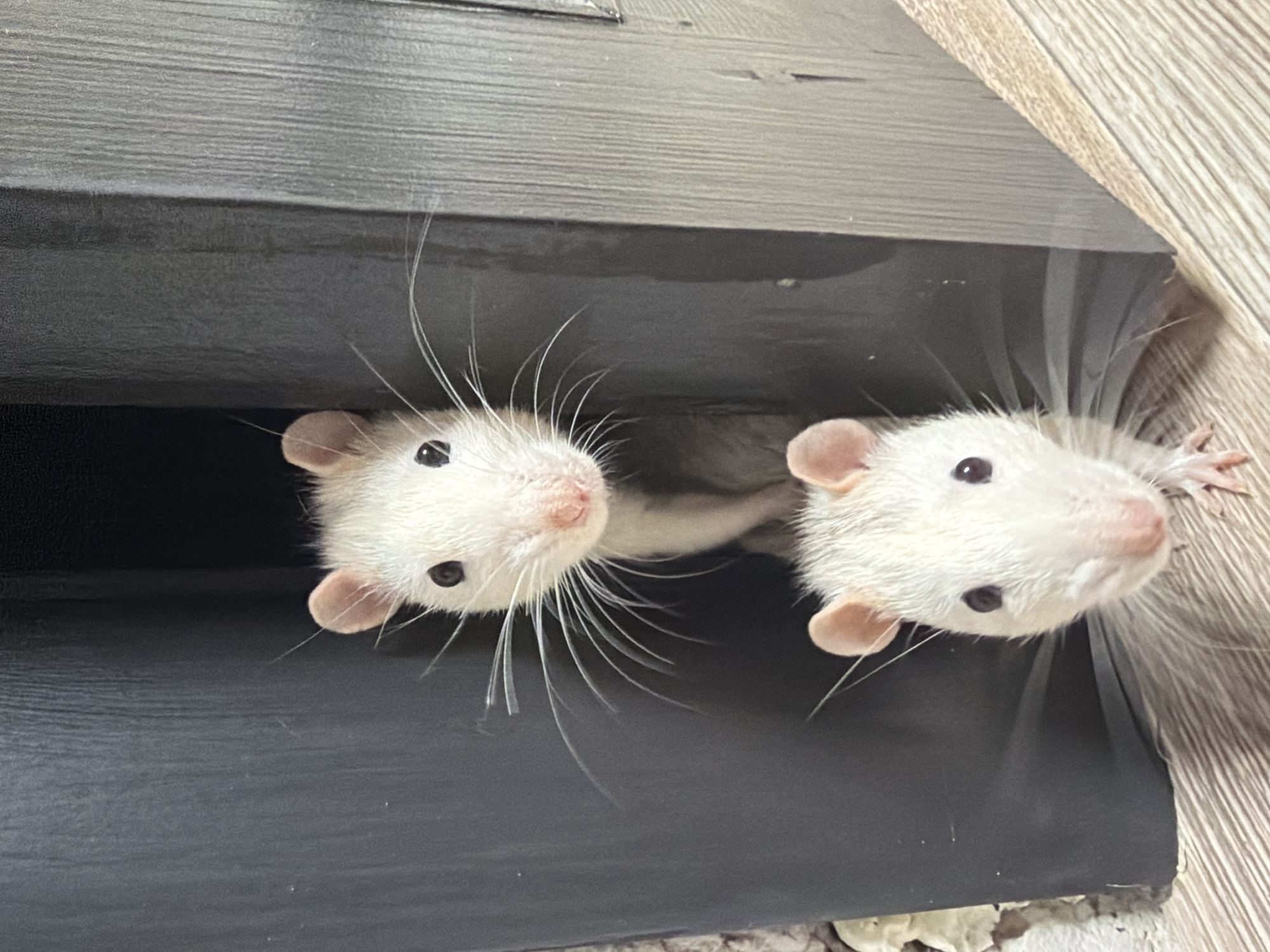 Pet rats emerge from hiding spot in Markovo