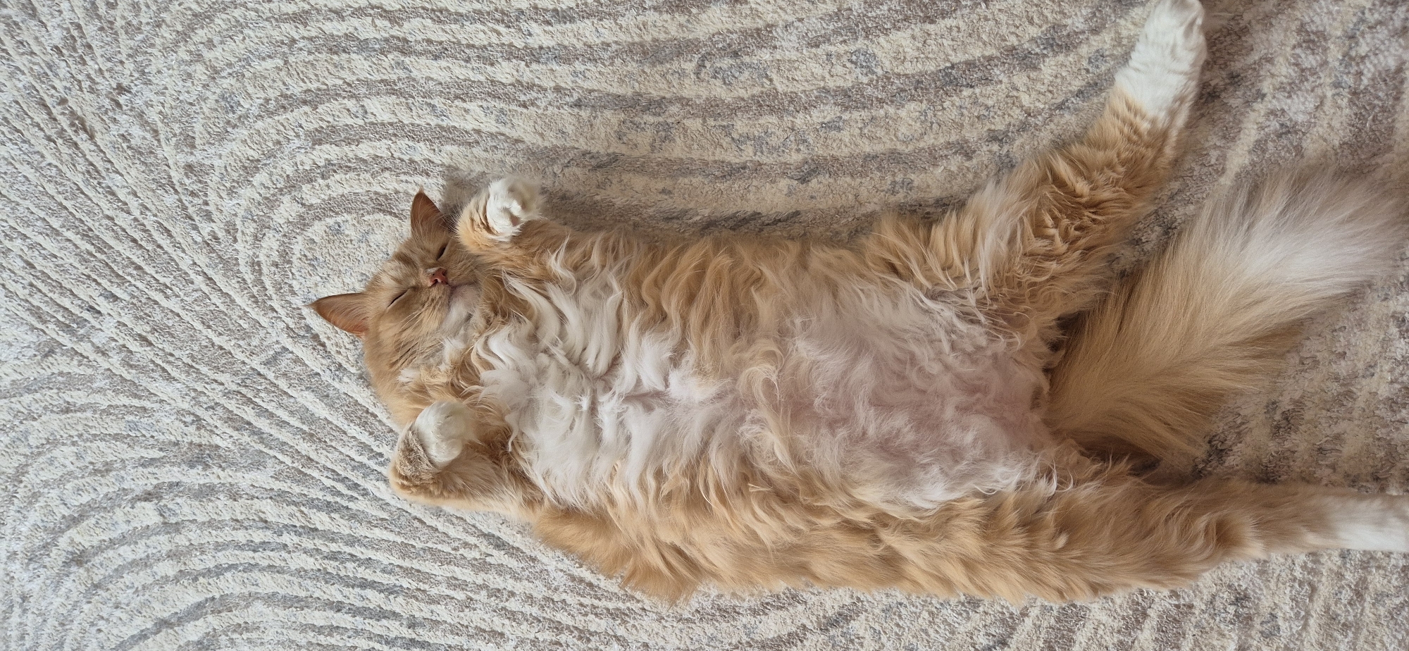 Domestic life documented through everyday objects and sleeping cats