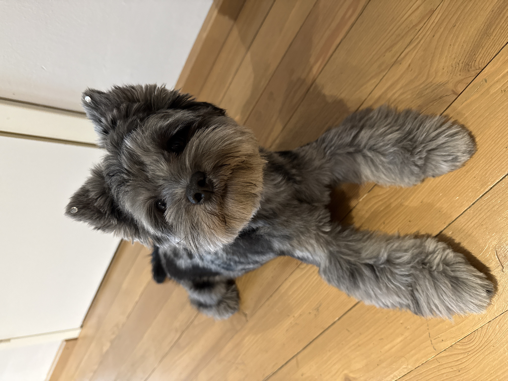 Bejeweled miniature schnauzer owns the floor in Chaikovsky