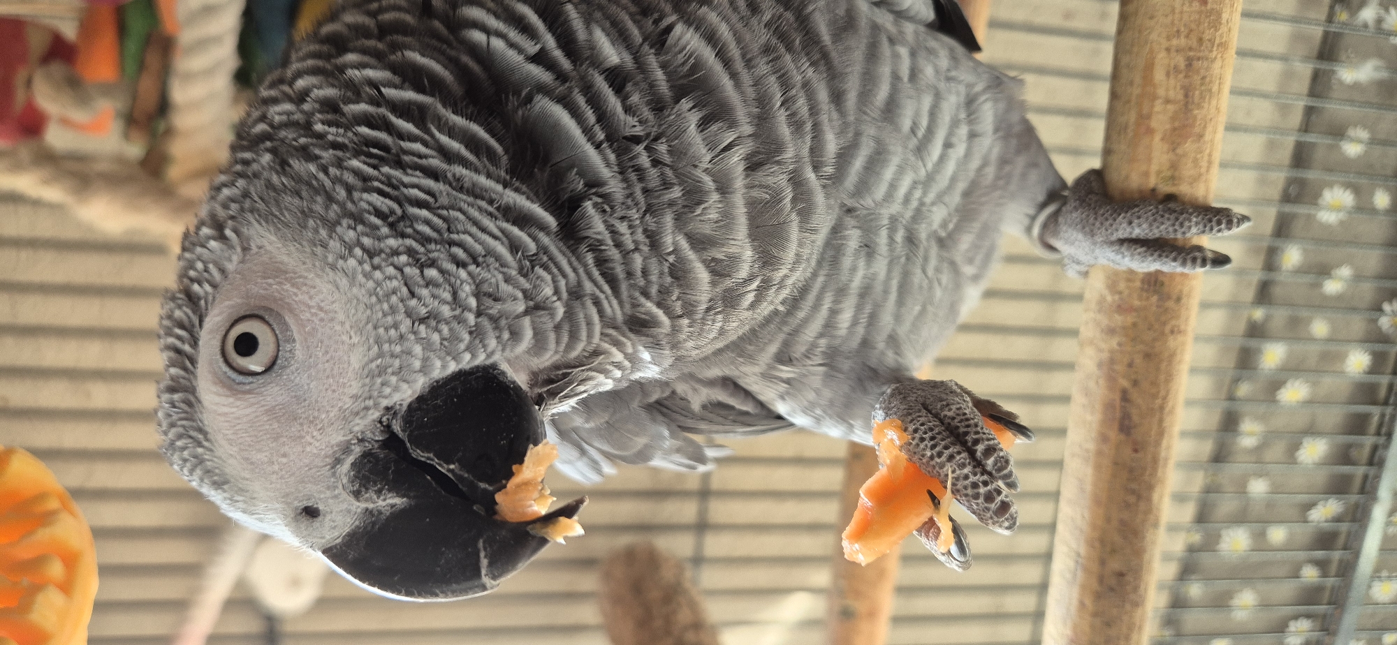 Parrot hangs upside down while dog sleeps peacefully nearby