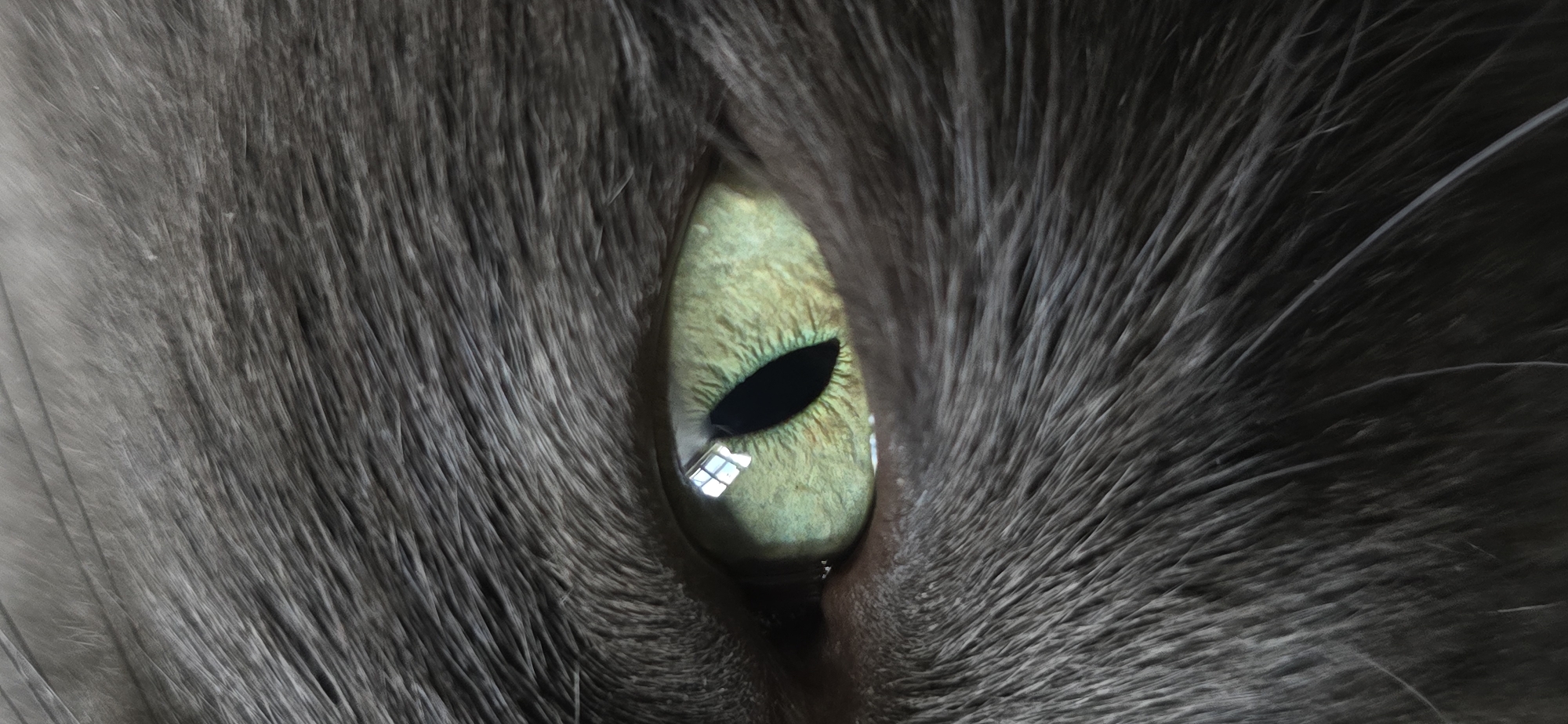 Grey cat with green eyes photographed extensively at home in Vratsa
