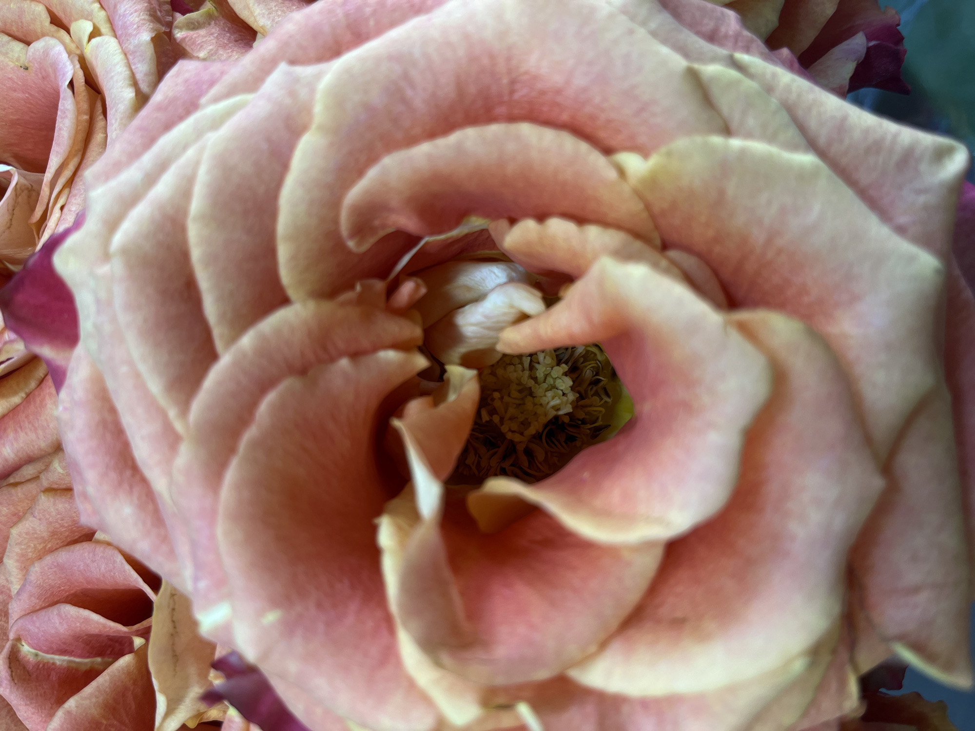 Witness documents detailed flower photography session, captures 30 macro images