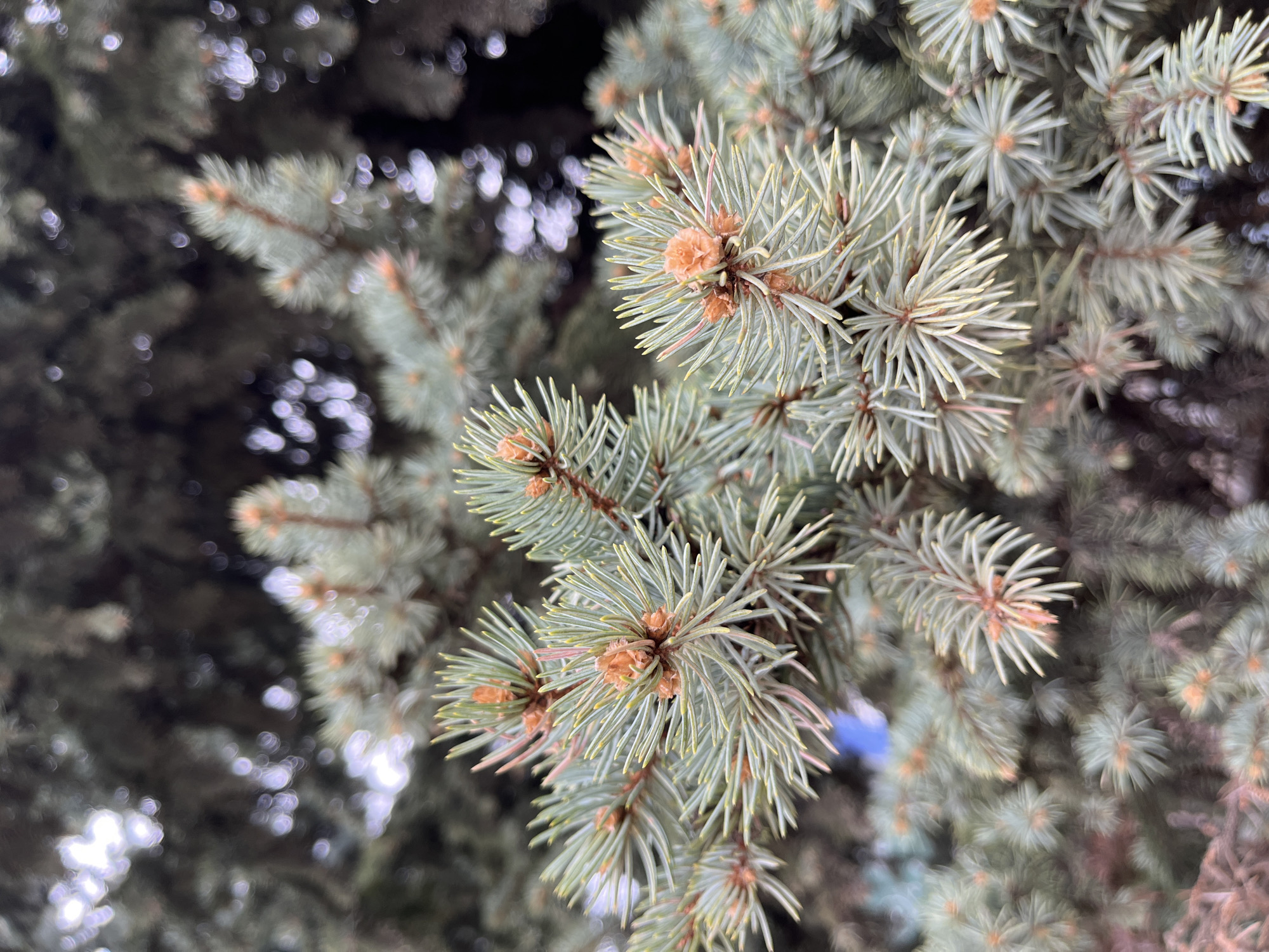 Blue spruce tree photographed in Moscow showing spring buds