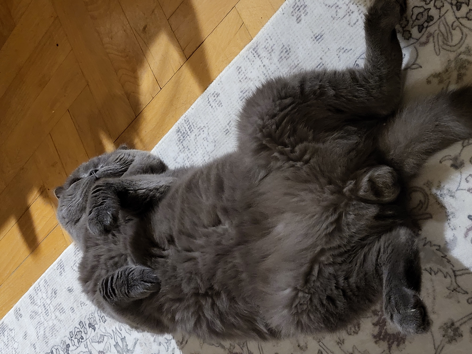 Gray cat rests peacefully on indoor rug