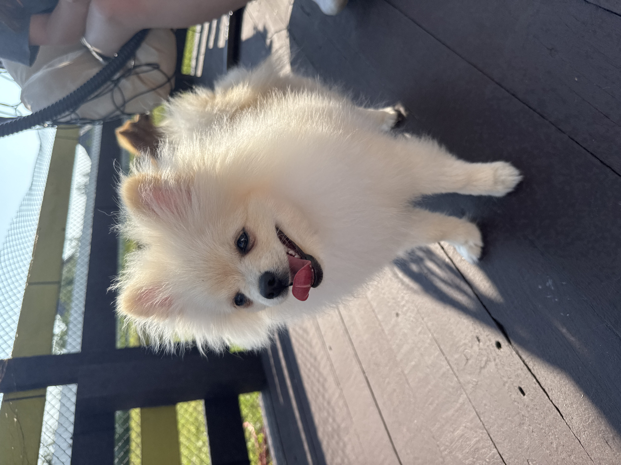 Lazy summer deck day with a Pomeranian in rural Russia