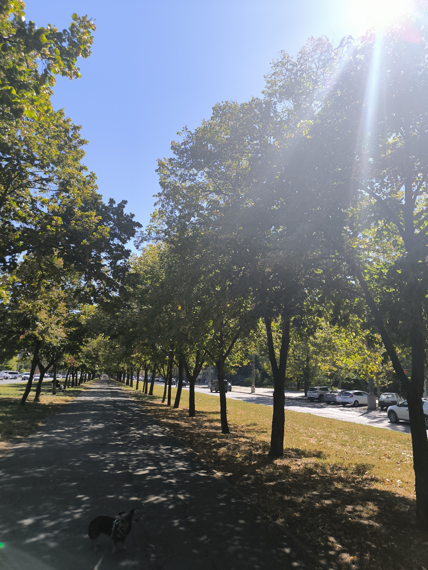 Shaded avenue life along a Mykolaiv street
