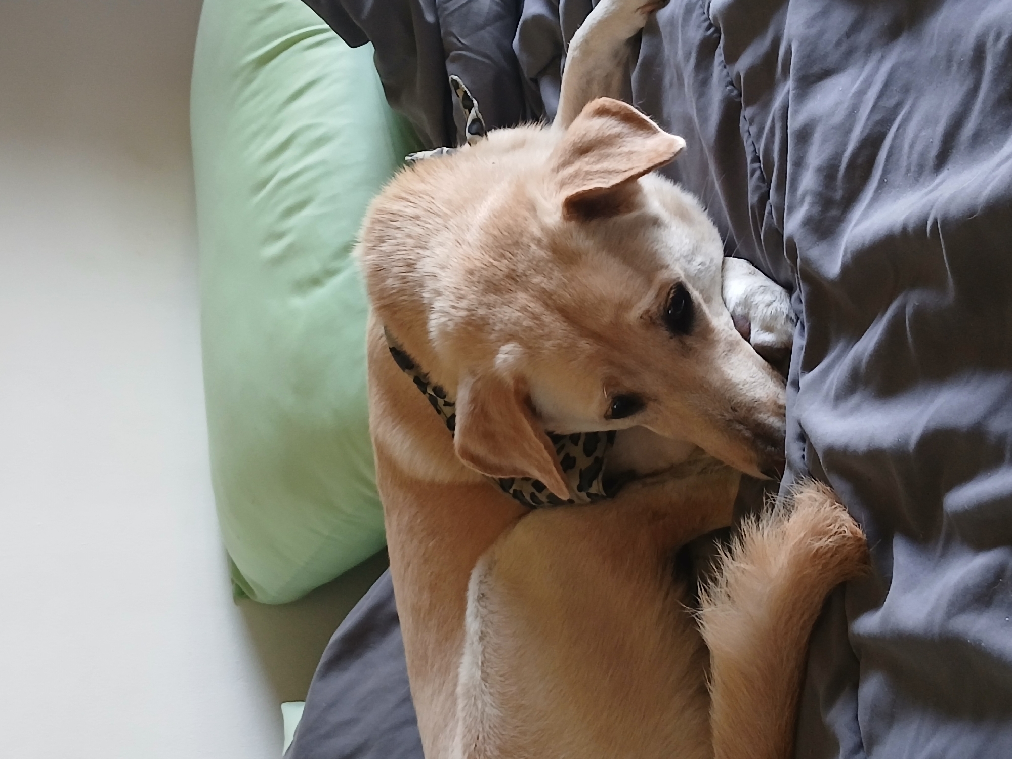 Lazy morning at a North Kuta home with dogs and breakfast