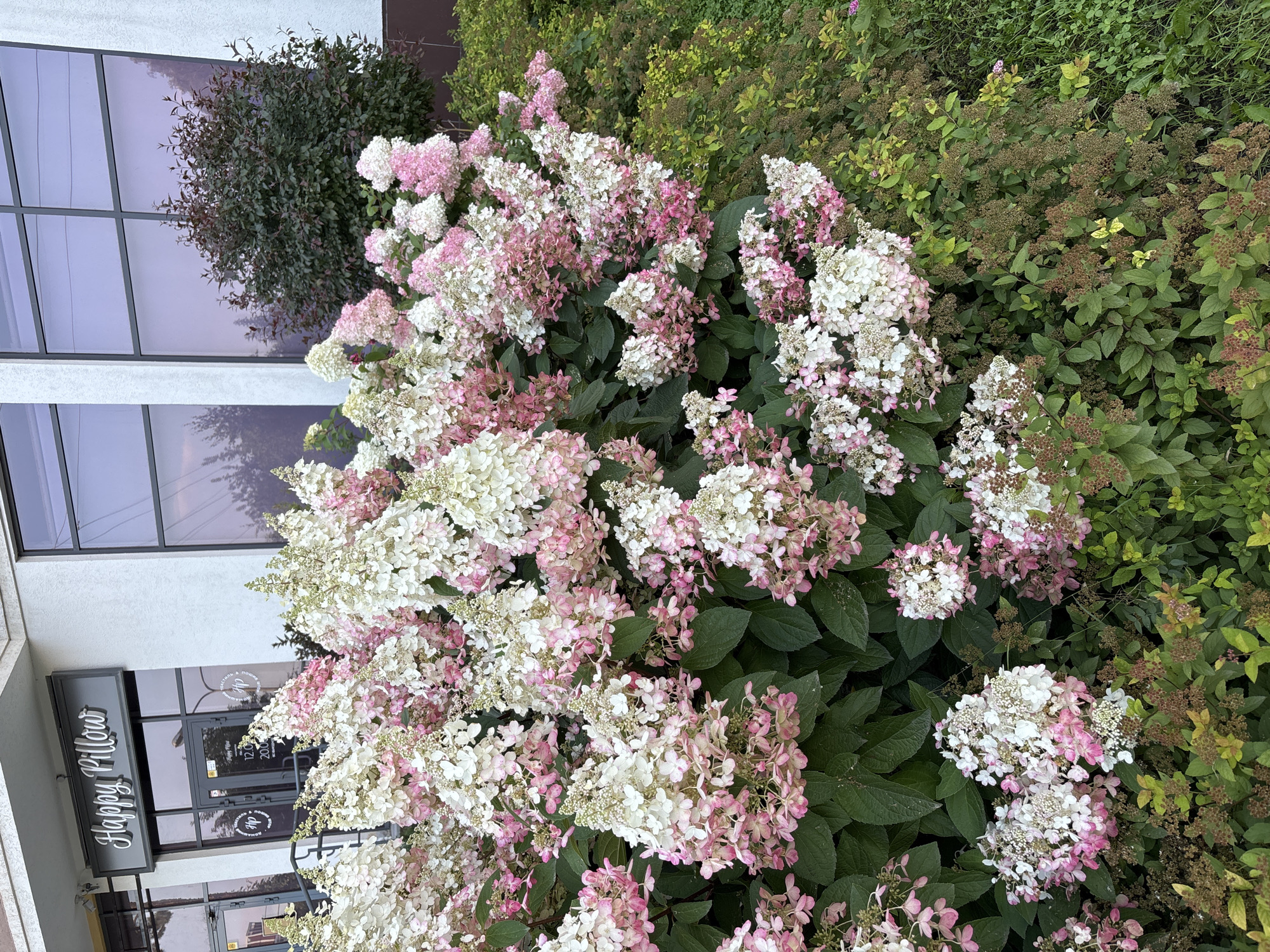 Summer blooms and maple seeds in an urban garden setting