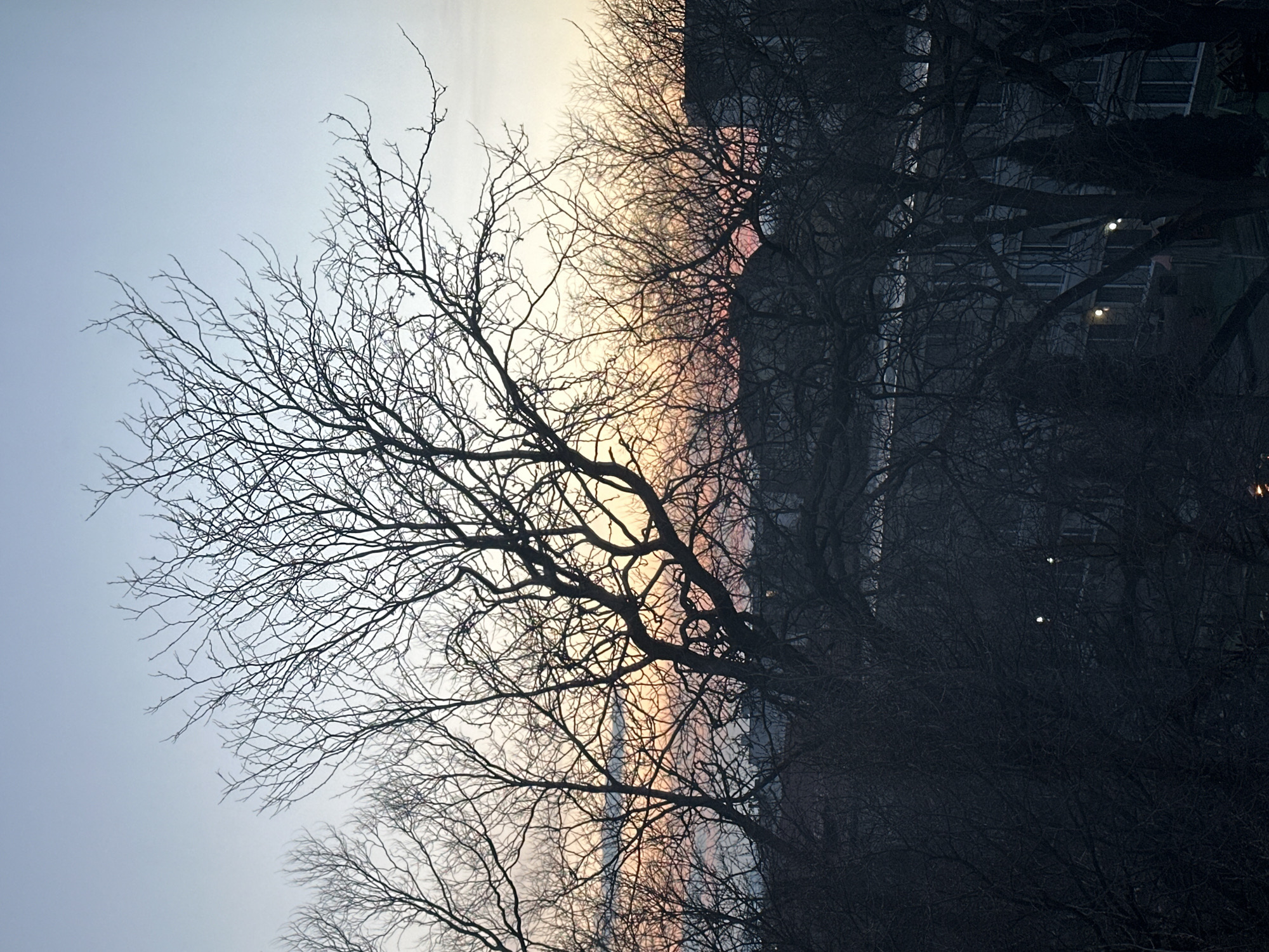 Sunset silhouettes bare trees in urban Varna setting