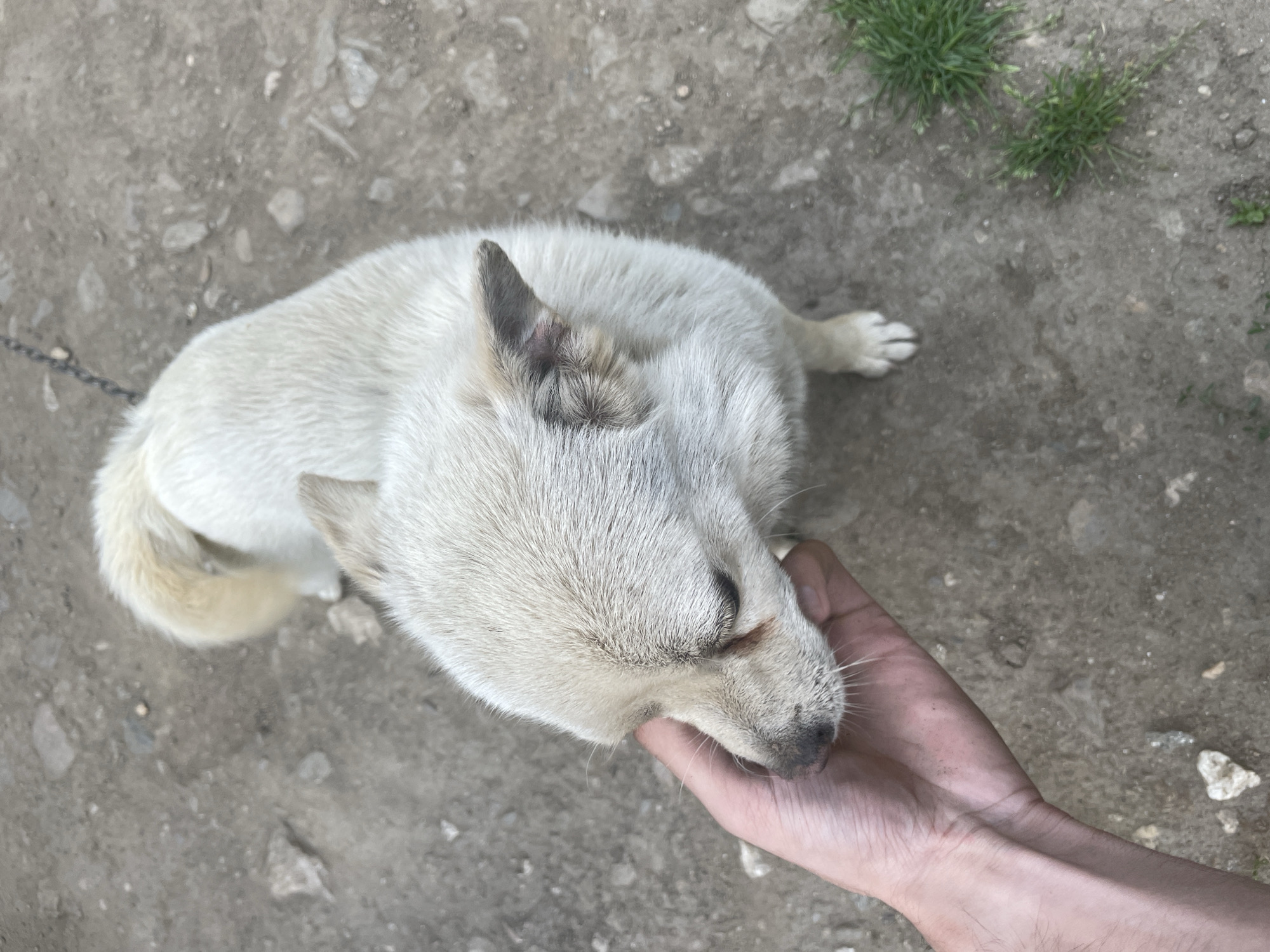 Afternoon moments with dogs and car maintenance in Ihtiman