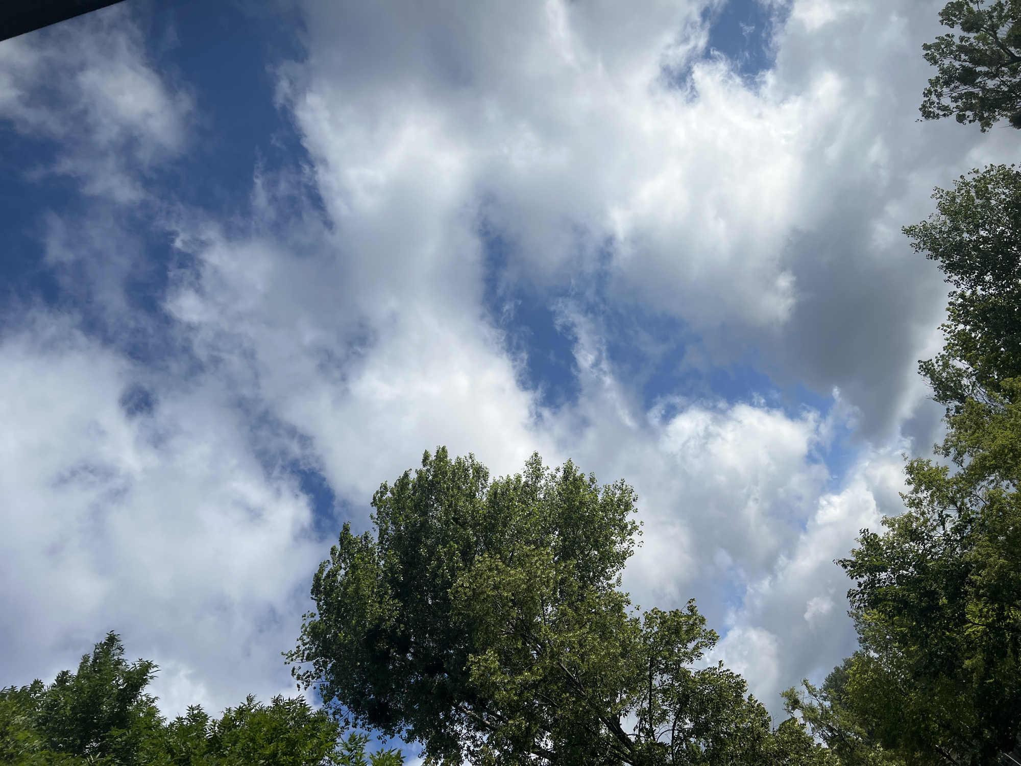Looking up through Warsaw tree canopy on a partly cloudy morning