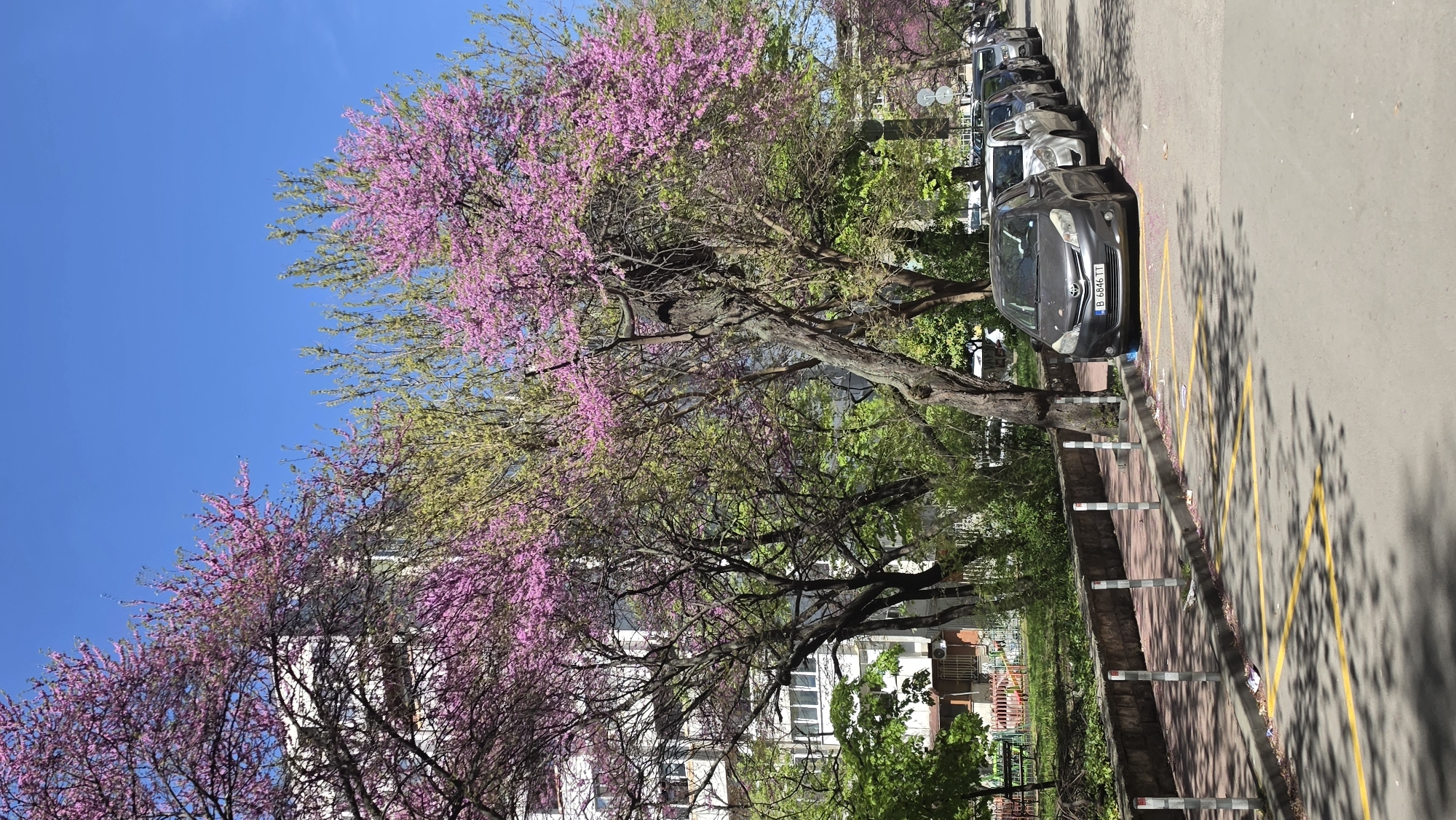 Spring street scene documented in Varna, Bulgaria