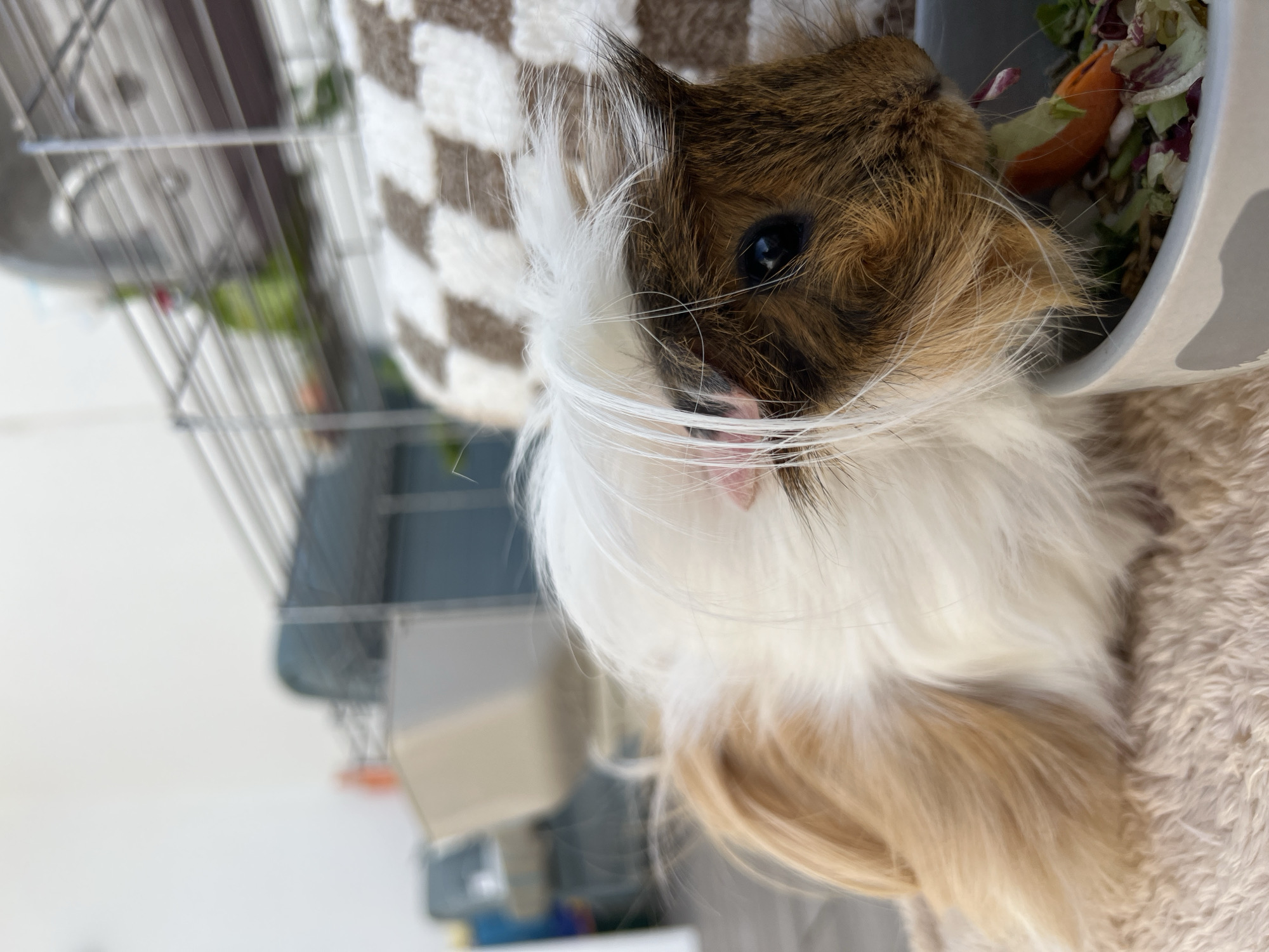 Guinea pig feeding documented in Italian home setting