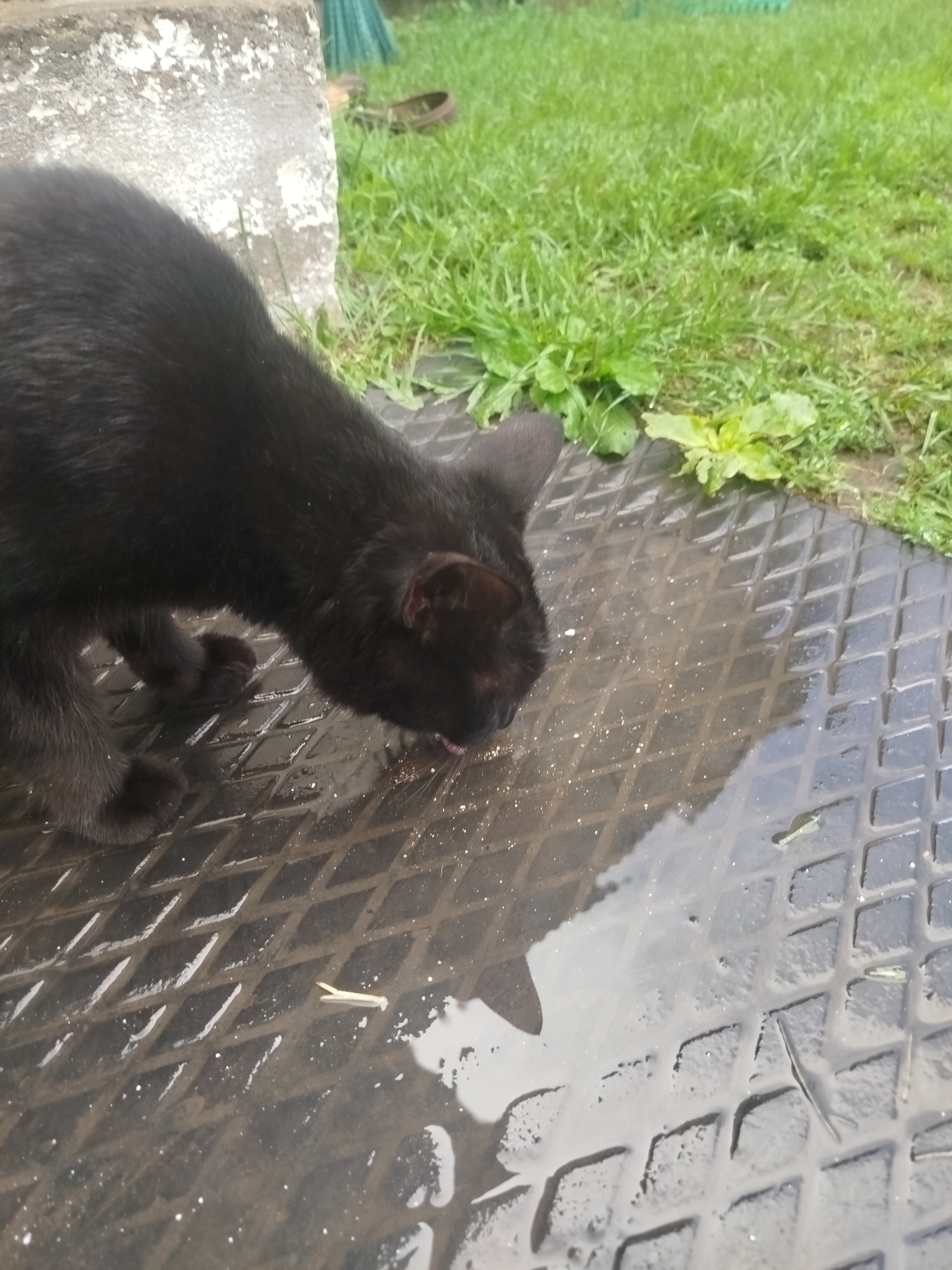 Rainy summer morning in an Oktyabrsky backyard, pets and flowers