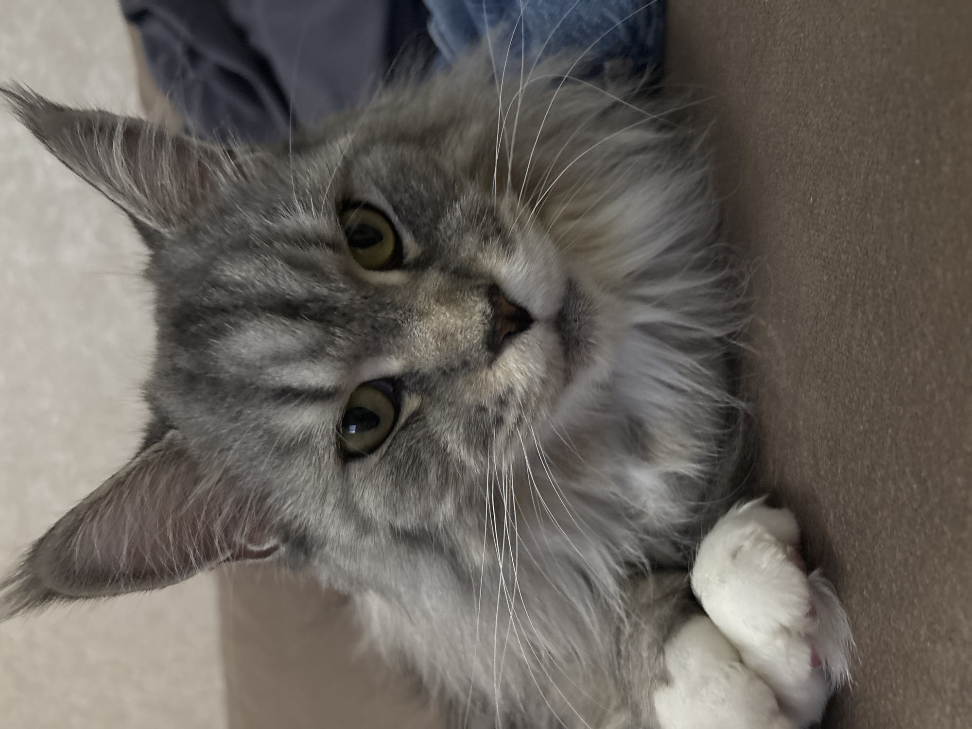 Maine Coon cat lounging at home in Kazan