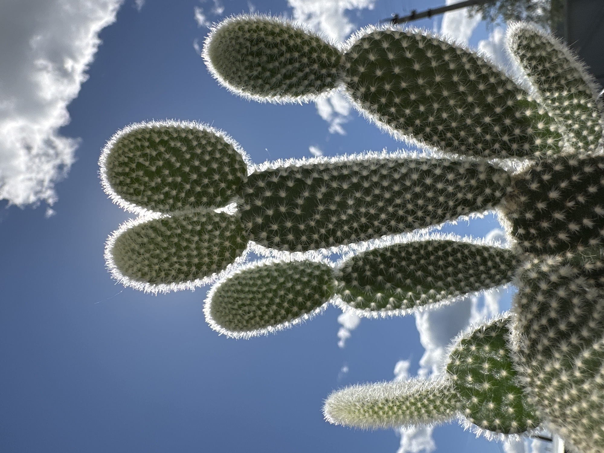 Witness captures diverse textures and cactus views over 37 minutes