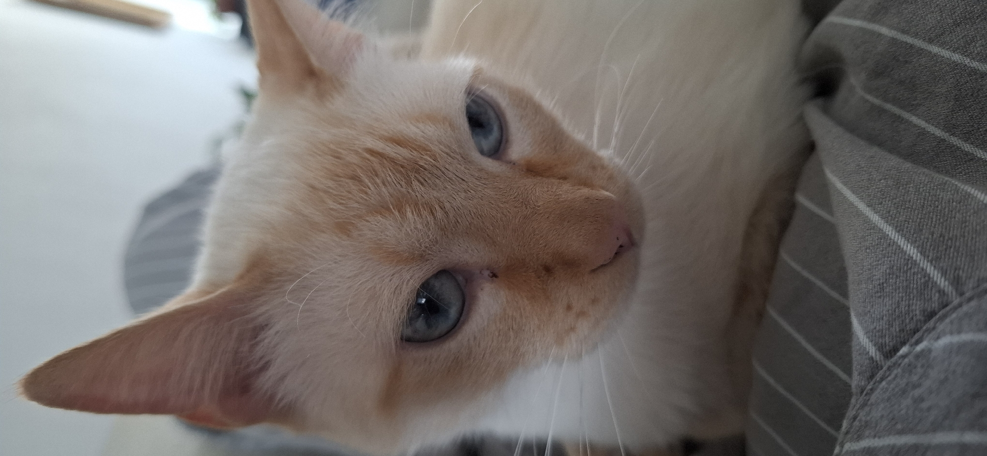 Orange and white cat photographed in Puebla, Mexico