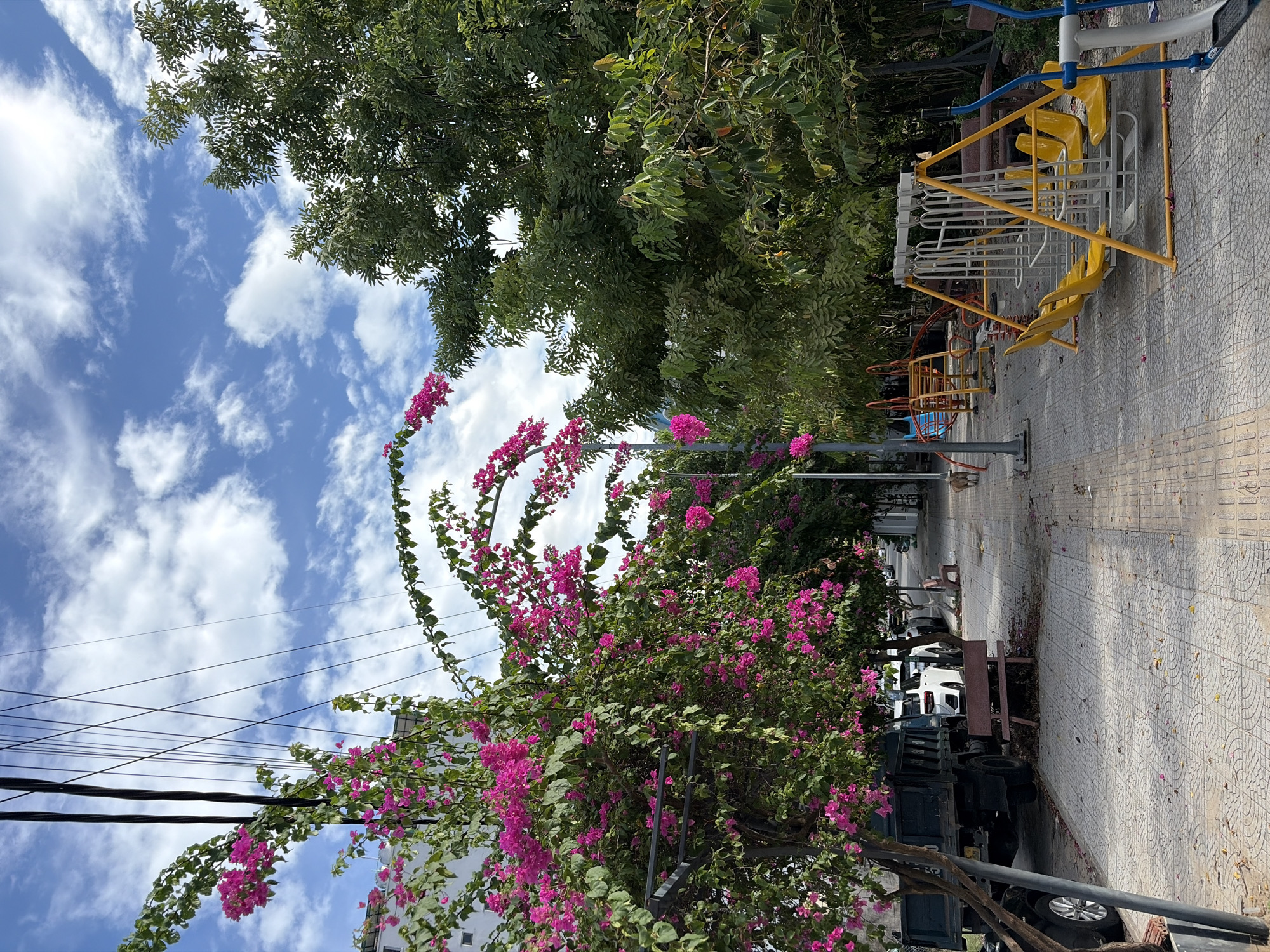 Quiet morning street life along Đà Nẵng's bougainvillea-lined promenade.