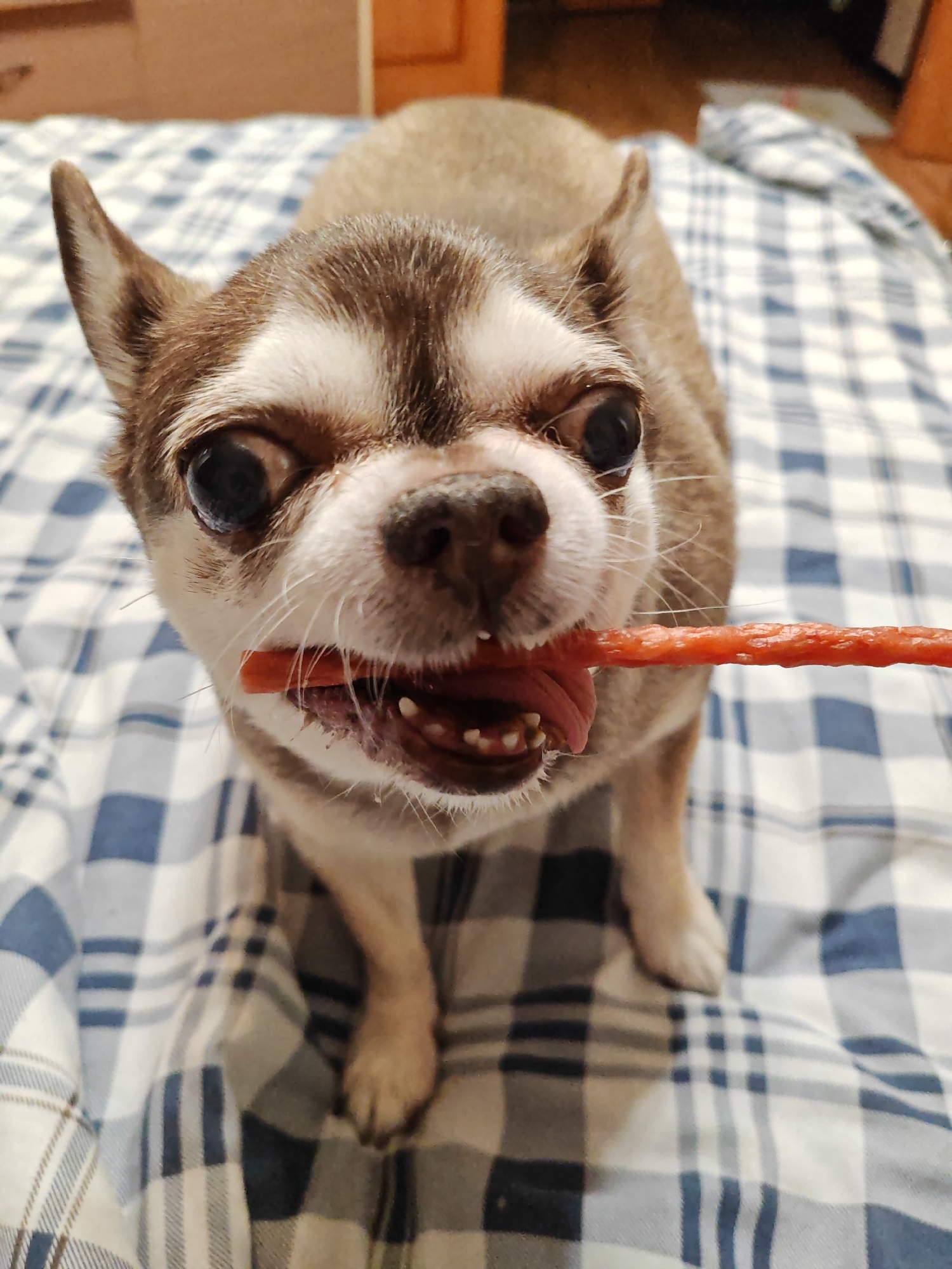 Elderly Chihuahua enjoys meat treat on checkered blanket