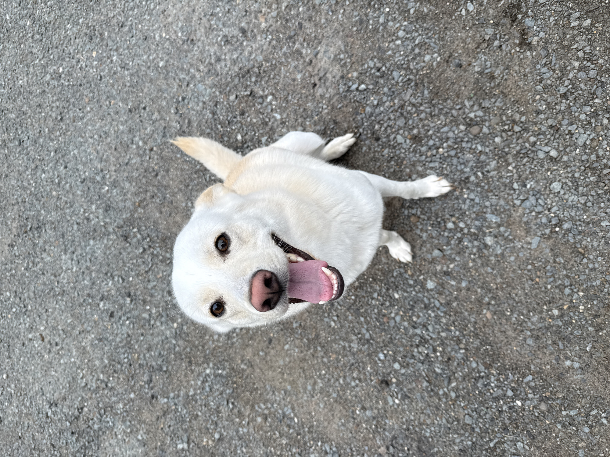 Dog looks up mid-pant in Марковский, Russia