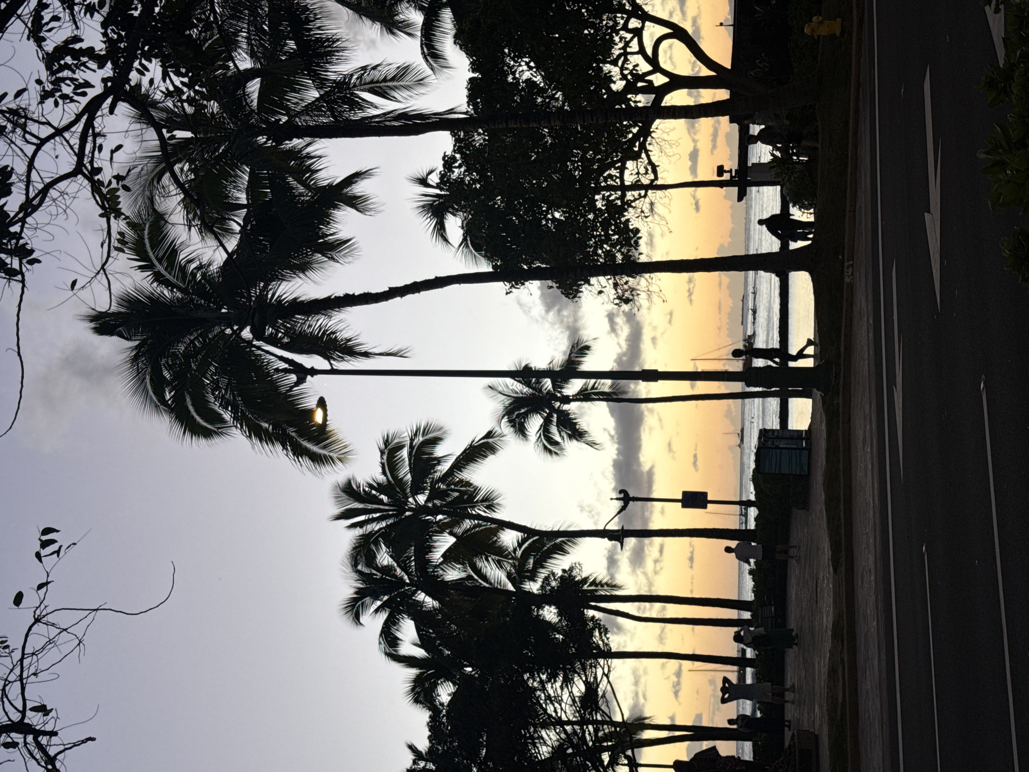 Twilight scene captured along Honolulu beachside road with palm trees