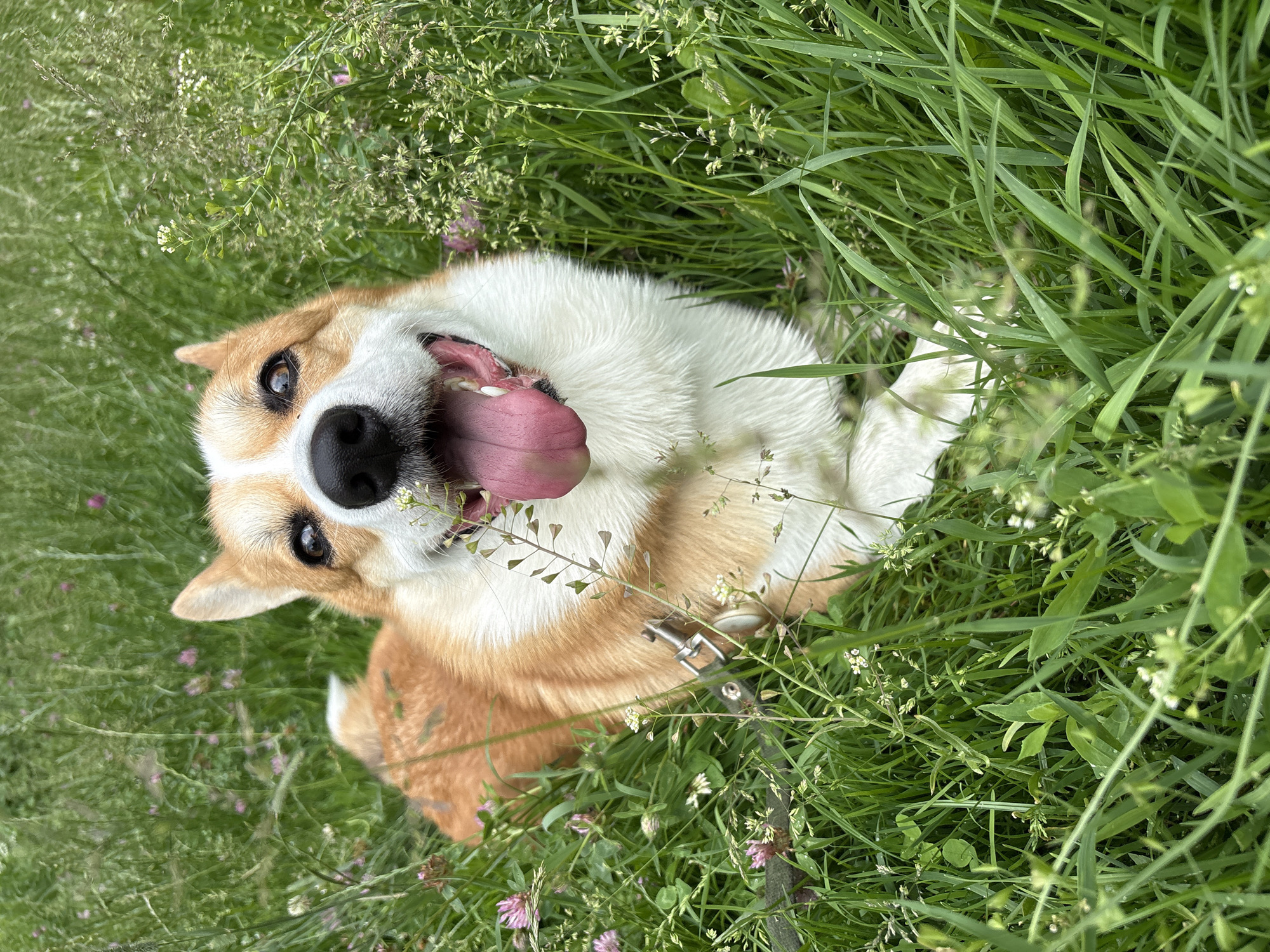 Corgi relaxing in a wildflower meadow in Kaliningrad