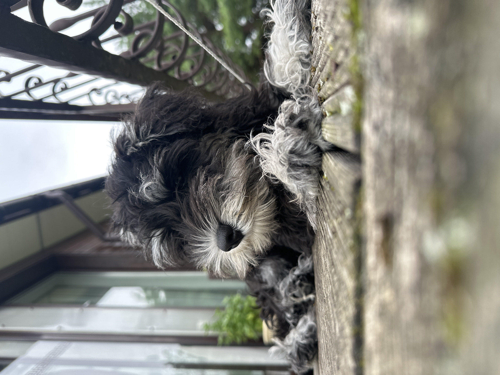 Puppy on a deck, wooden figurines on a shelf — Lapės home