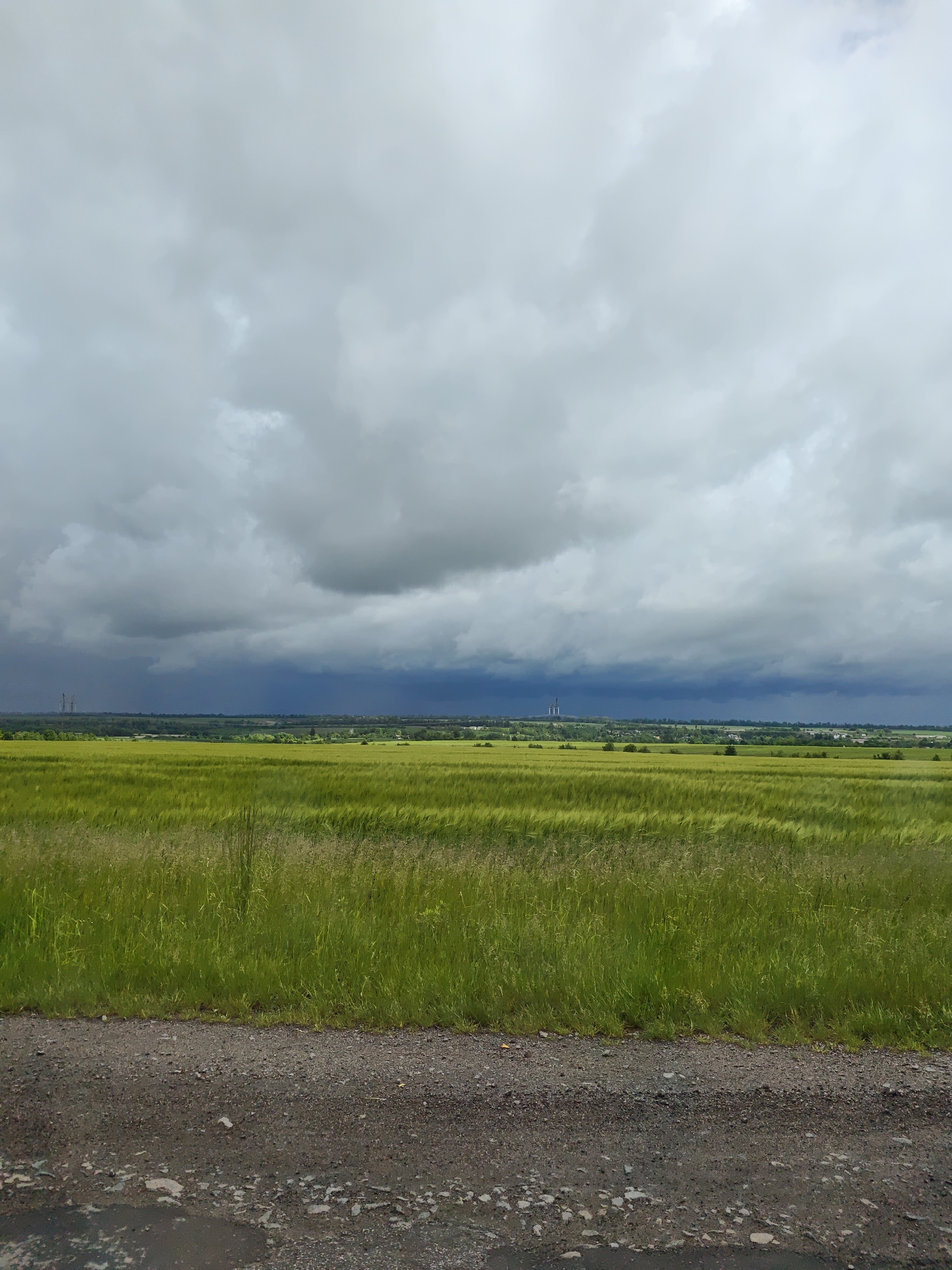 Green crops sway in Ukrainian fields under cloudy morning sky