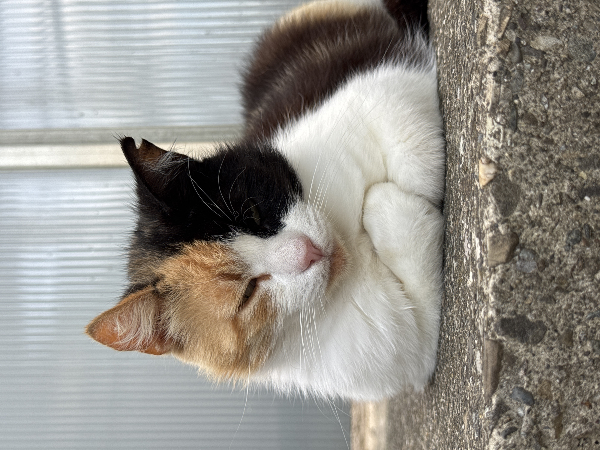Lazy afternoon with napping cats and blooming hydrangeas in Sochi