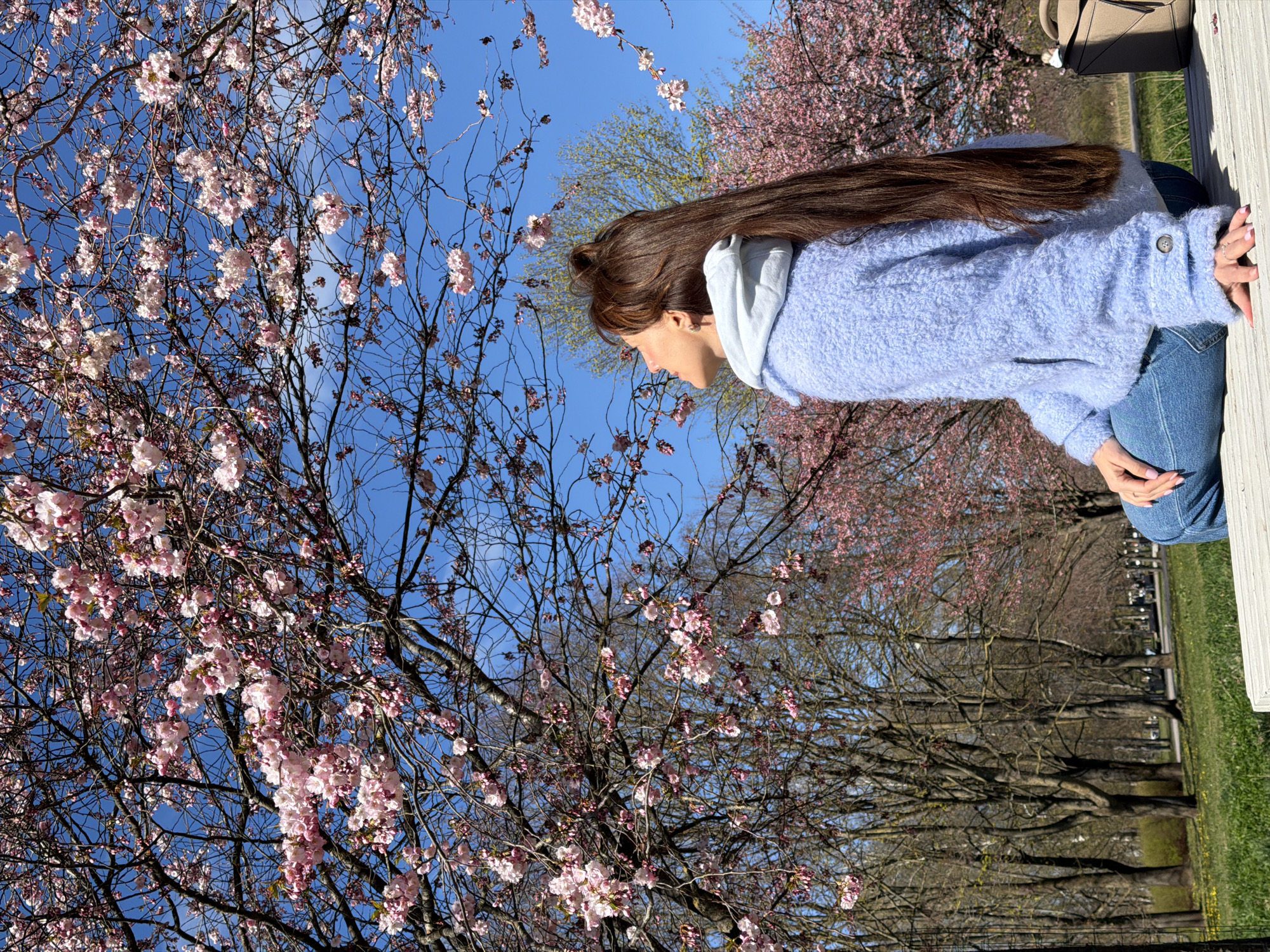 Spring Cherry Blossoms Documented in Riga Park