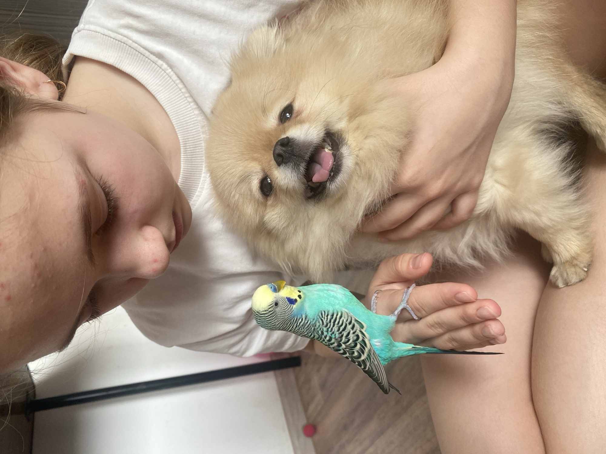 Person enjoys spa day at home with Pomeranian and parakeet