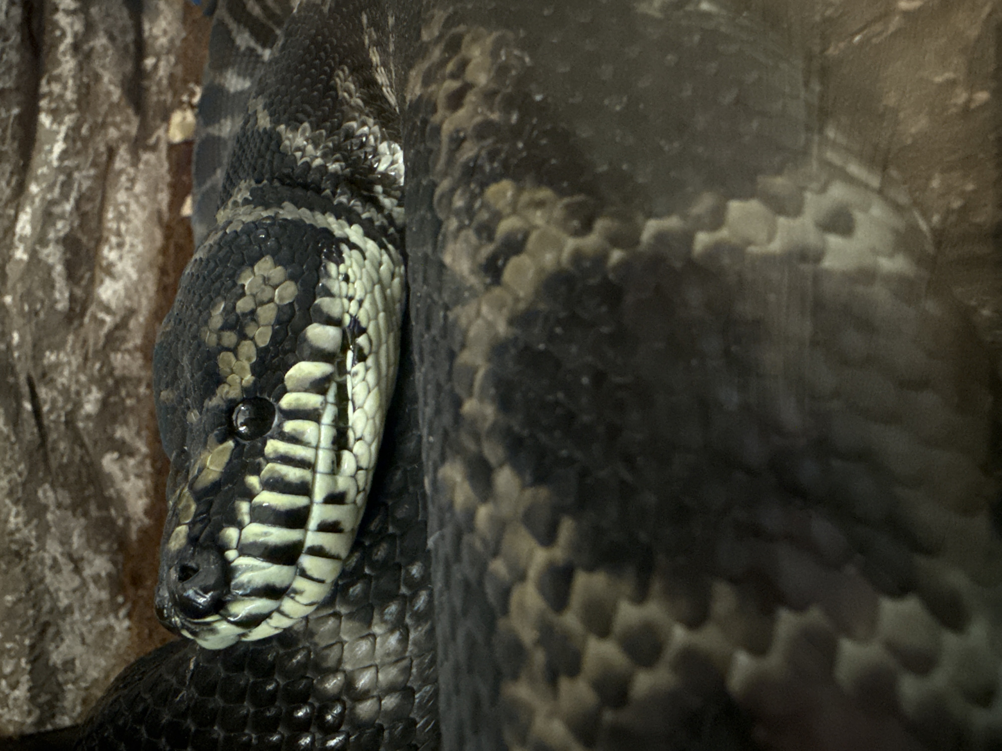 Afternoon at home with pet snakes in Novorossiysk