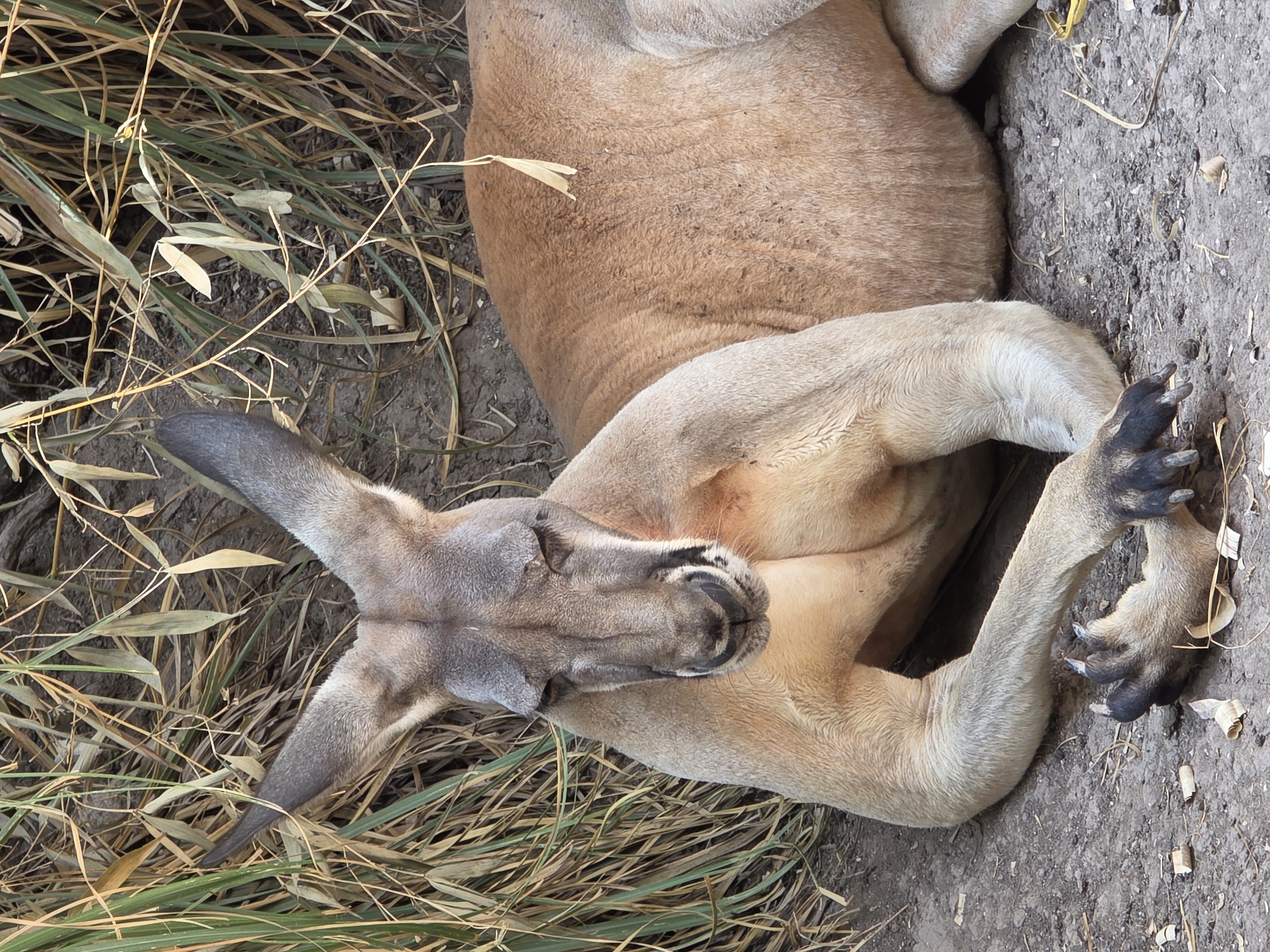 Zoo animals observed during evening hours in Puebla, Mexico