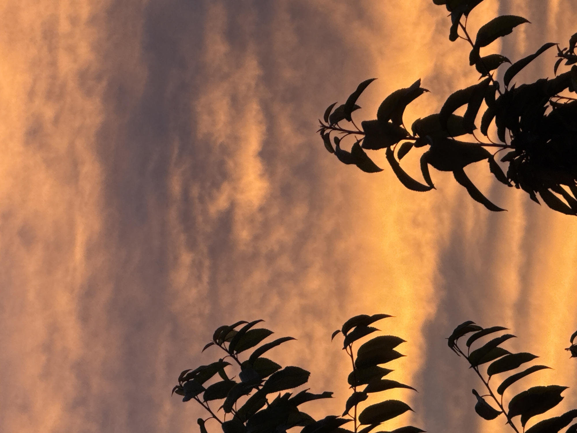 Witness captures dramatic sunset with colorful clouds over treeline
