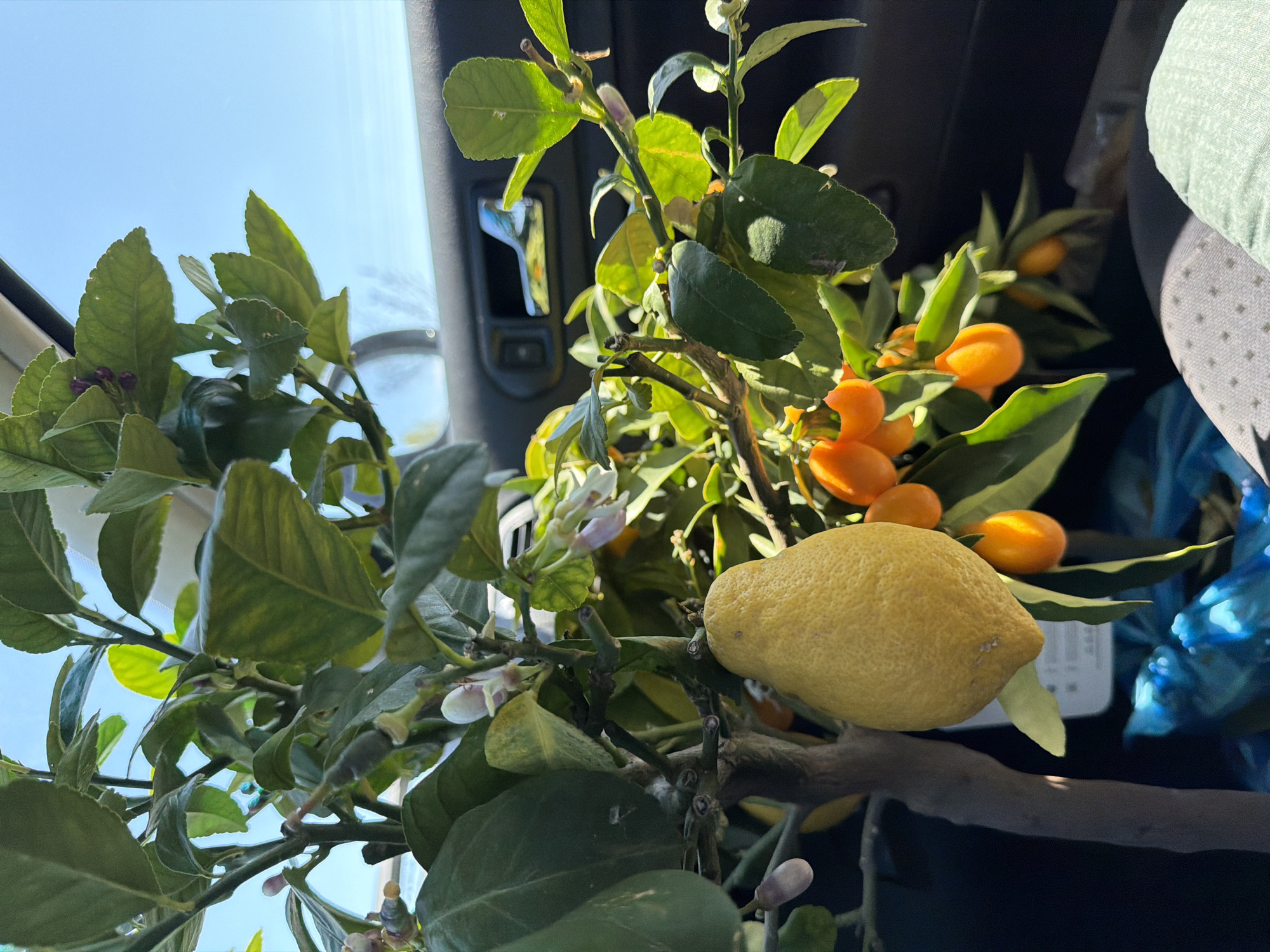 Citrus branch with lemons, kumquats transported by vehicle in Bulgaria