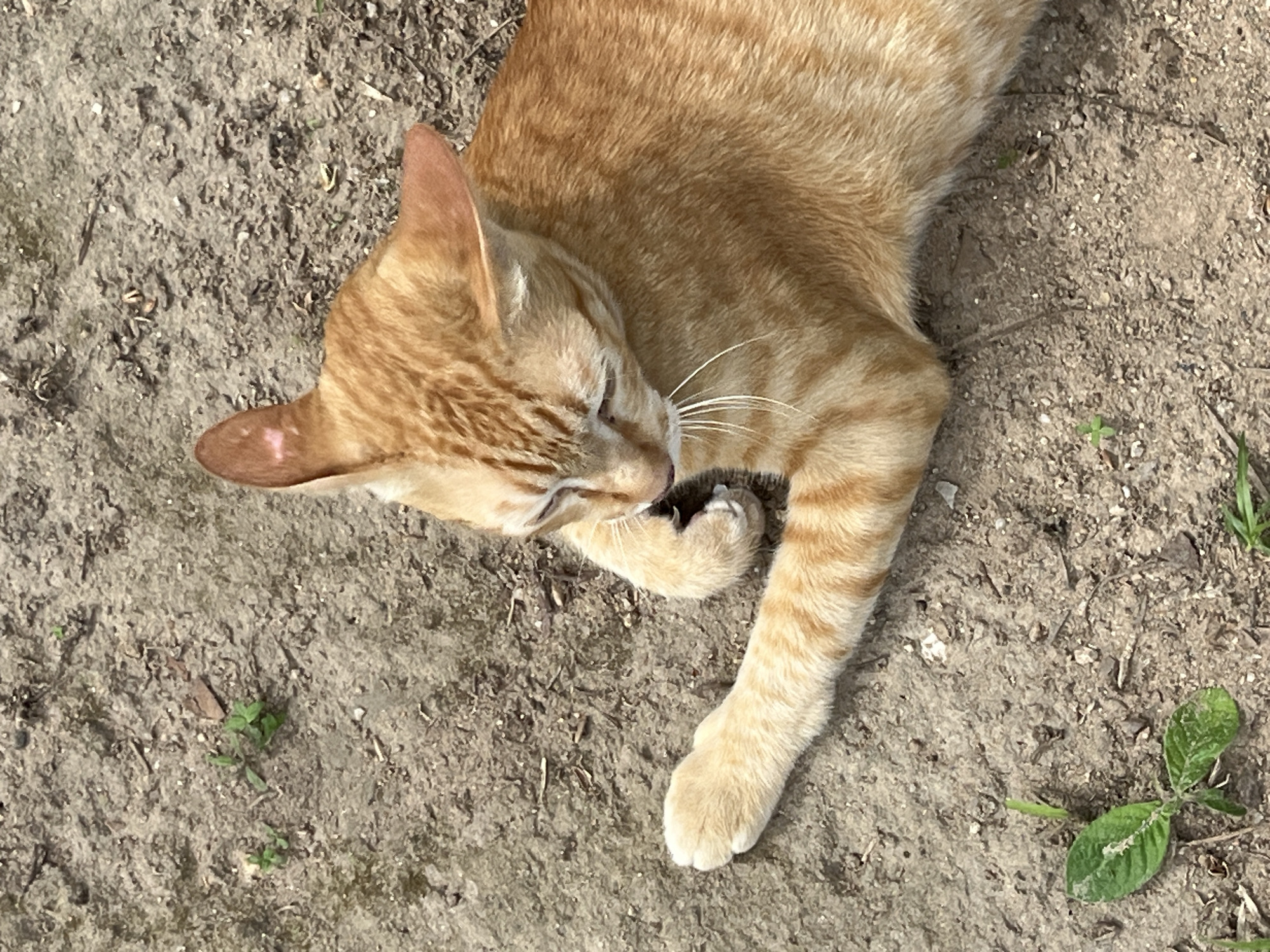 Orange cat plays and grooms in Thai village morning