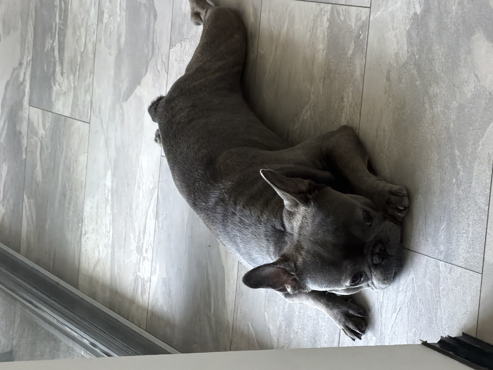 French Bulldog Rests Peacefully on Tiled Floor in Ruse