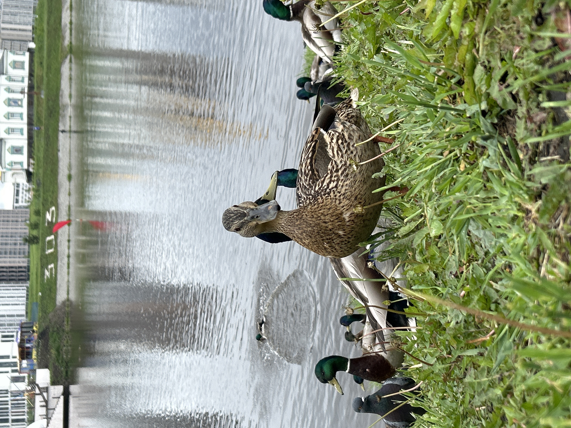 Ducks and pigeons gather at Yekaterinburg waterfront morning feeding